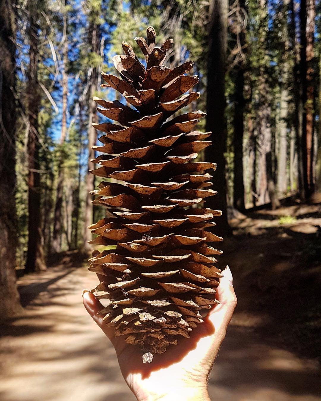 Большое хвойное дерево. Сосны Pinus lambertiana. Шишка сосны Pinus lambertiana. Секвойя шишки семена. Сосна Ламберта шишки.