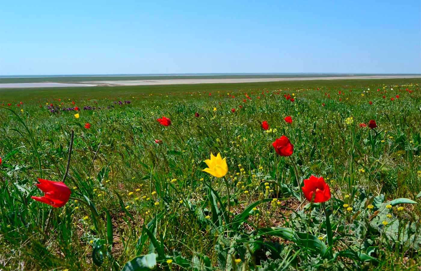 Тюльпан Шренка Калмыкия. Тюльпановая степь Калмыкия. Тюльпаны в степи Калмыкии. Фестиваль степных тюльпанов в Калмыкии.