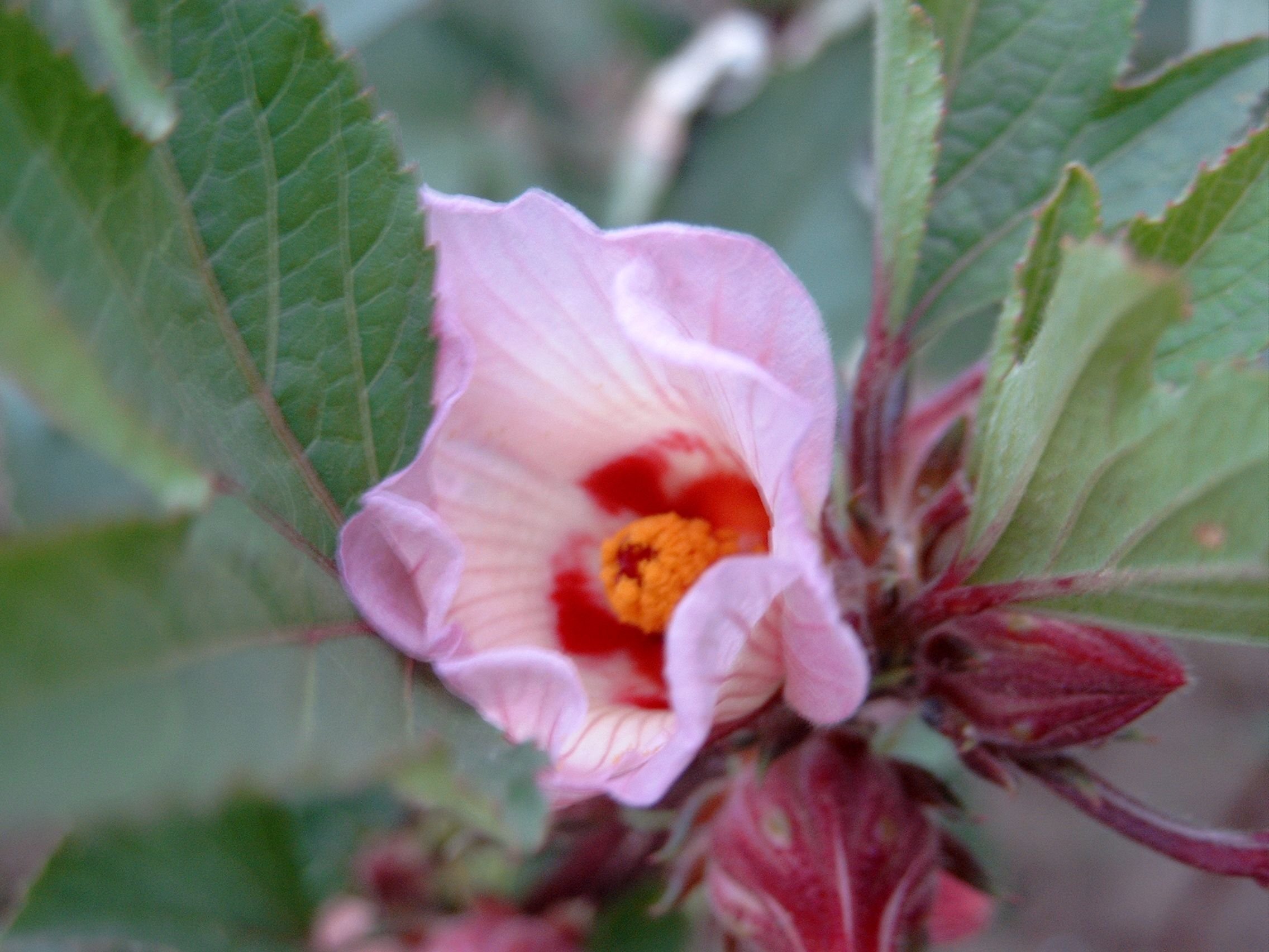 Гибискус сабдариффа. Каркаде (гибискус). Каркаде Hibiscus sabdariffa.