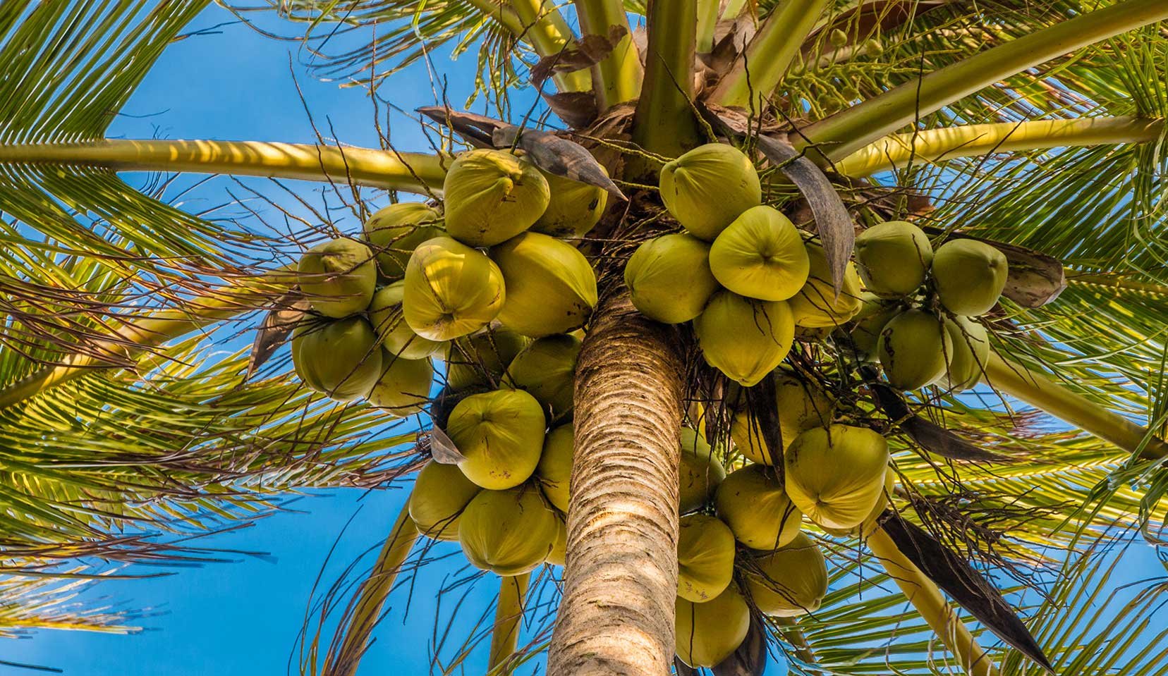 Пальма 5. Плоды пальмы. Кокосовая Пальма фото с плодами. Palm Fruit. Beach dinner Table Coconut Trees.