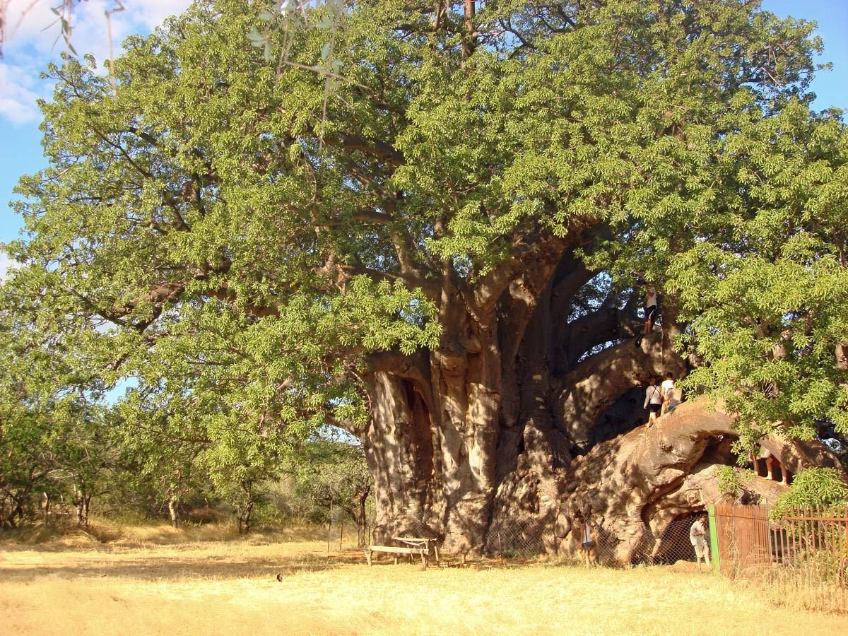 Очень толстой дерево. Растения Танзании баобаб. Баобаб ЮАР. Баобаб дарахти. Баобаб в Африке.