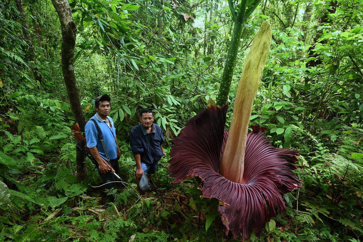 Сон огромный цветок. Аморфофаллус титанический. Amorphophallus Titanum. Аморфофаллус гигантский. Аморфофаллус комнатный Пальма.