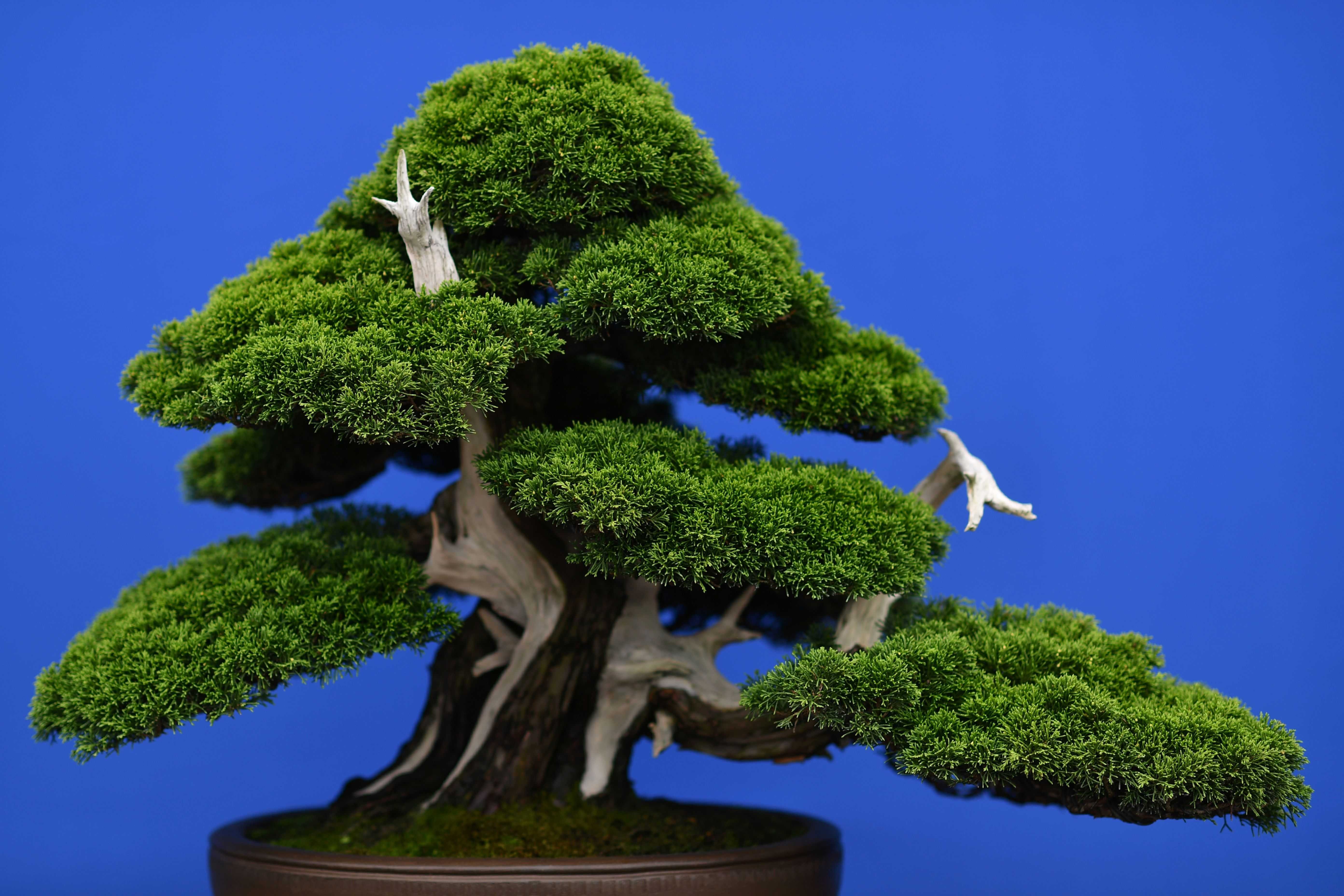 Дерево купить телефон. Японский Кипарис бонсай. Бансай или бонсай дерево. Бонсай Нэцунагари. Будзинги бонсай.