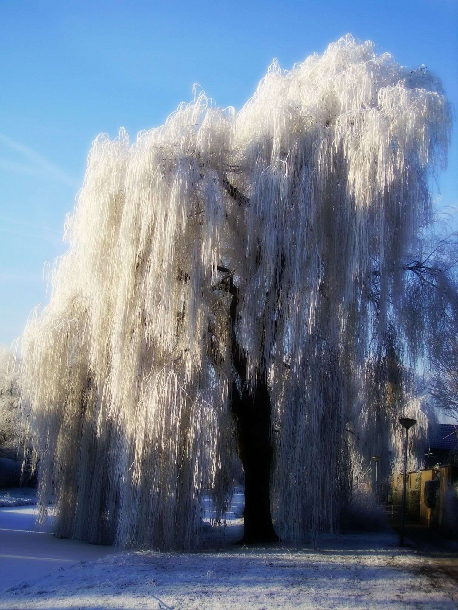 Как выглядит дерево зимой. Плакучая Ива. Плакучая Ива дерево. Weeping Willow/плакучая Ива. Ива белая плакучая.