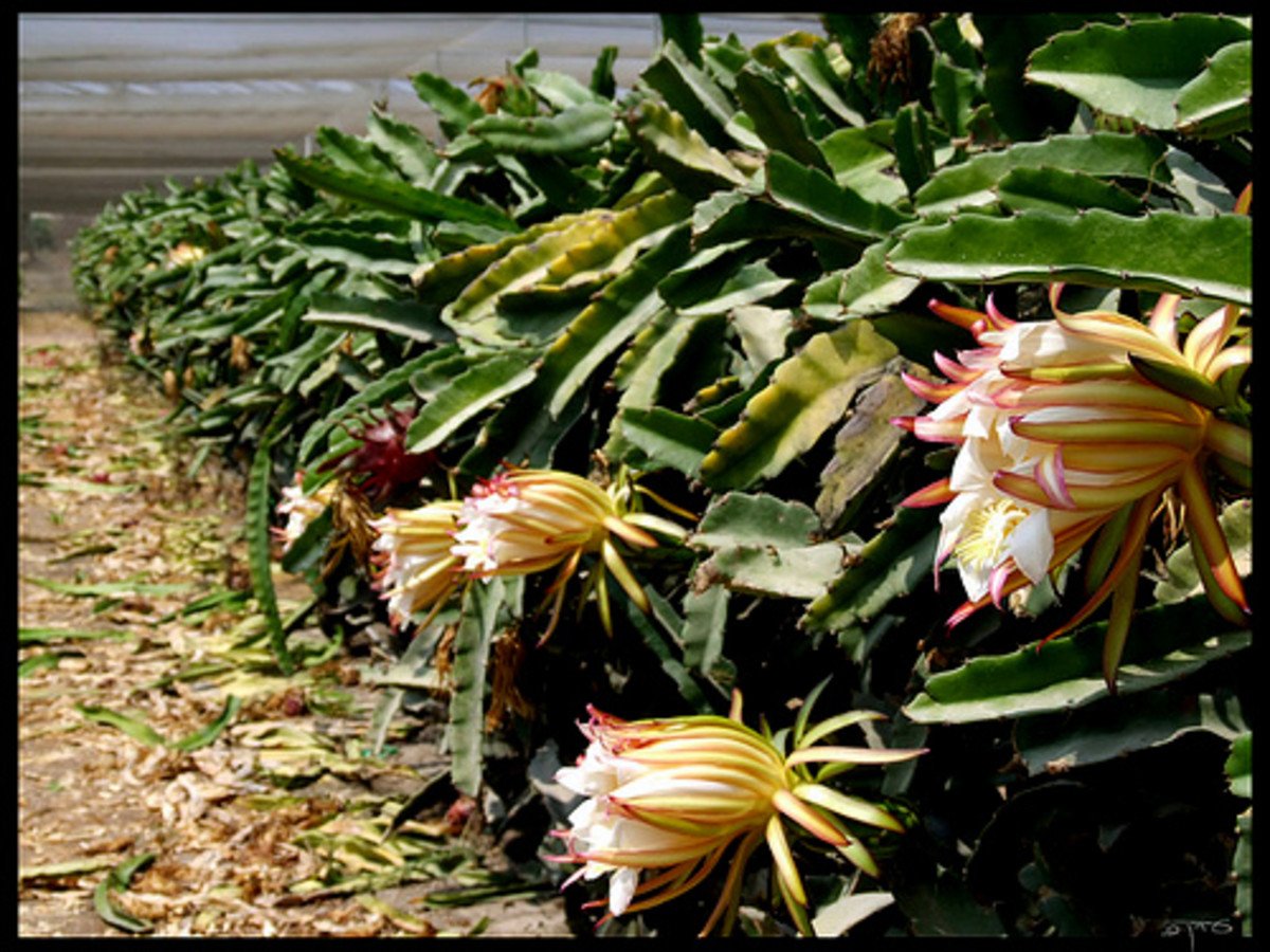 Питахайя растение фото. Питахайя плантации. Гилоцереус - питахайя.. Питахайя Кактус. Питахайя цветение.