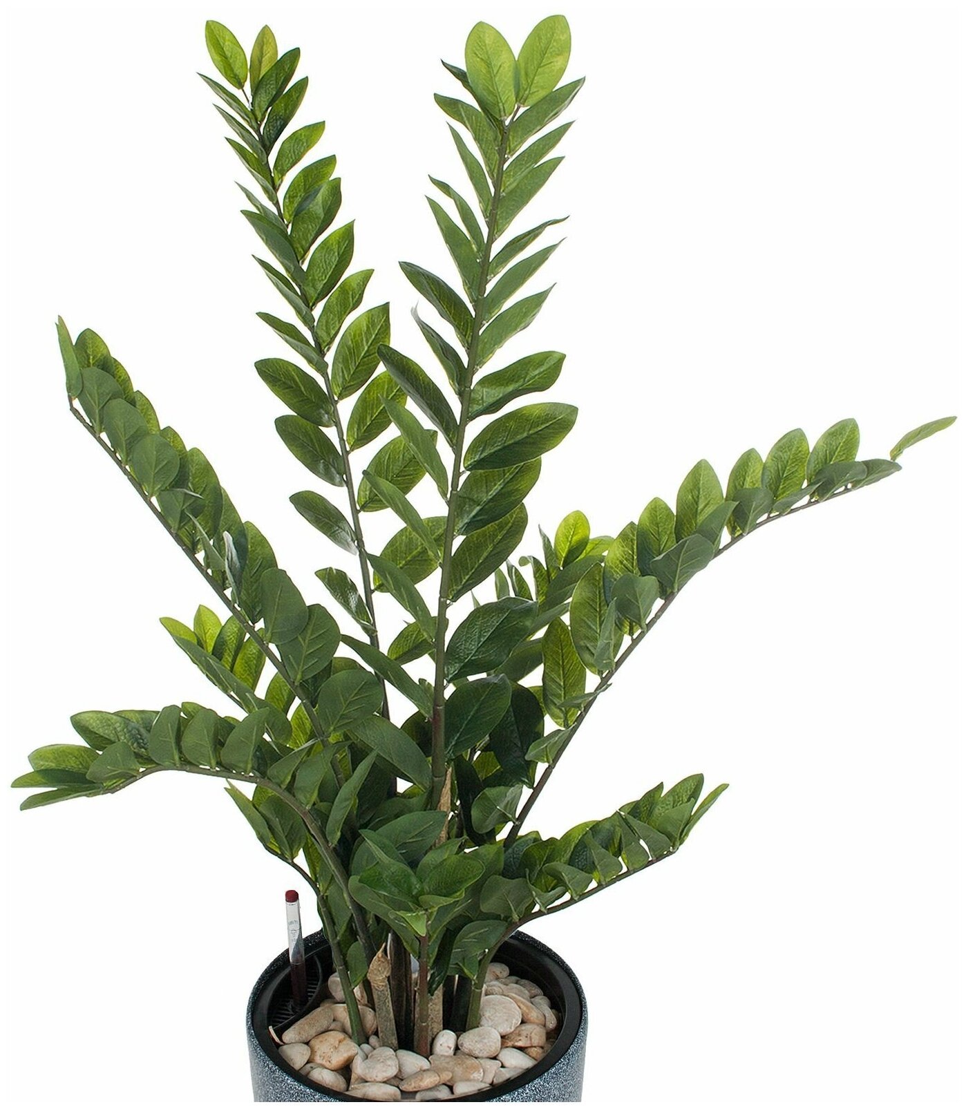 Zamioculcas Lucky Classic