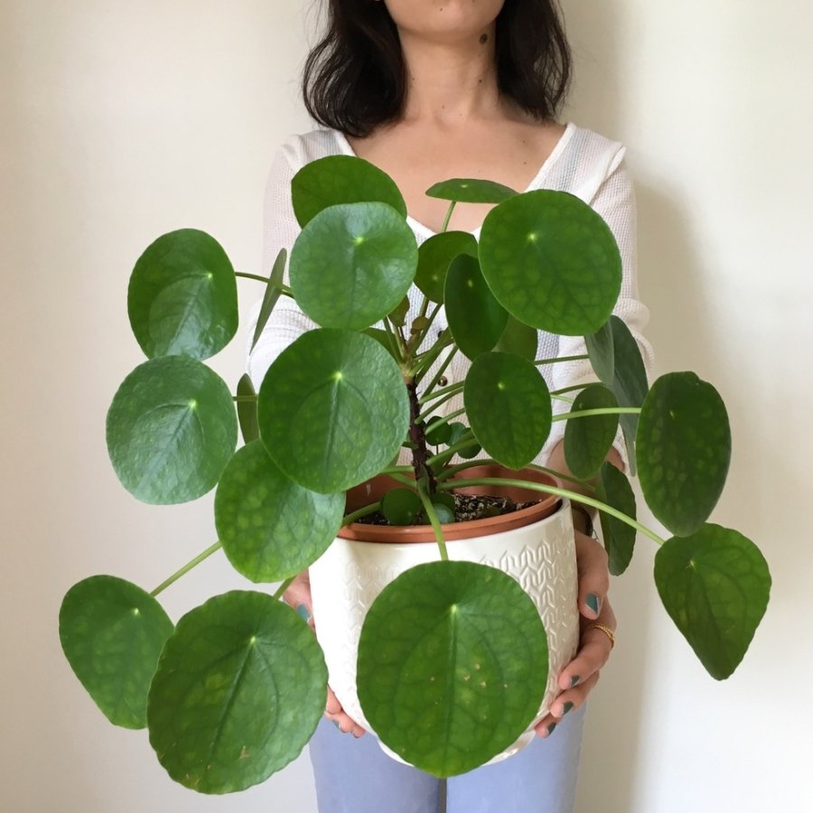 Пилея peperomioides