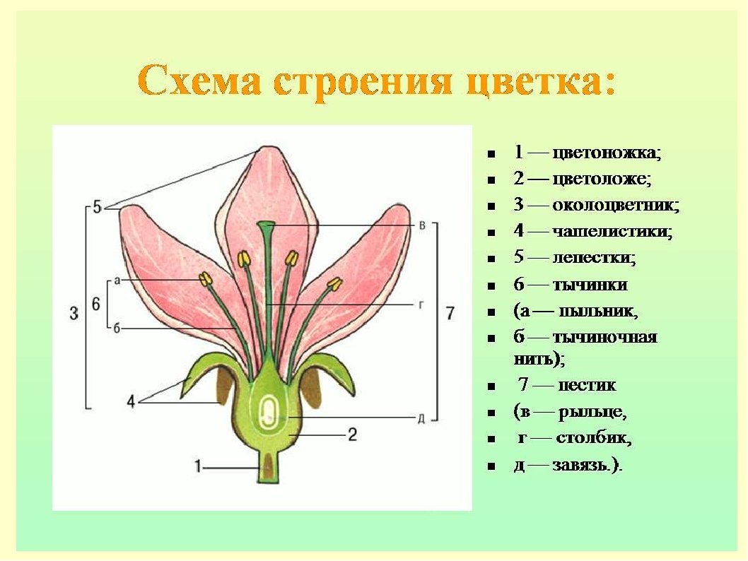 Схема обоеполого цветка