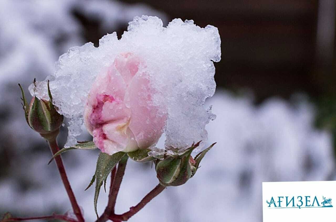 Пионы на снегу том 2 читать. Пионы в снегу. Розы под снегом. Пионы под снегом. Розовые цветы под снегом.