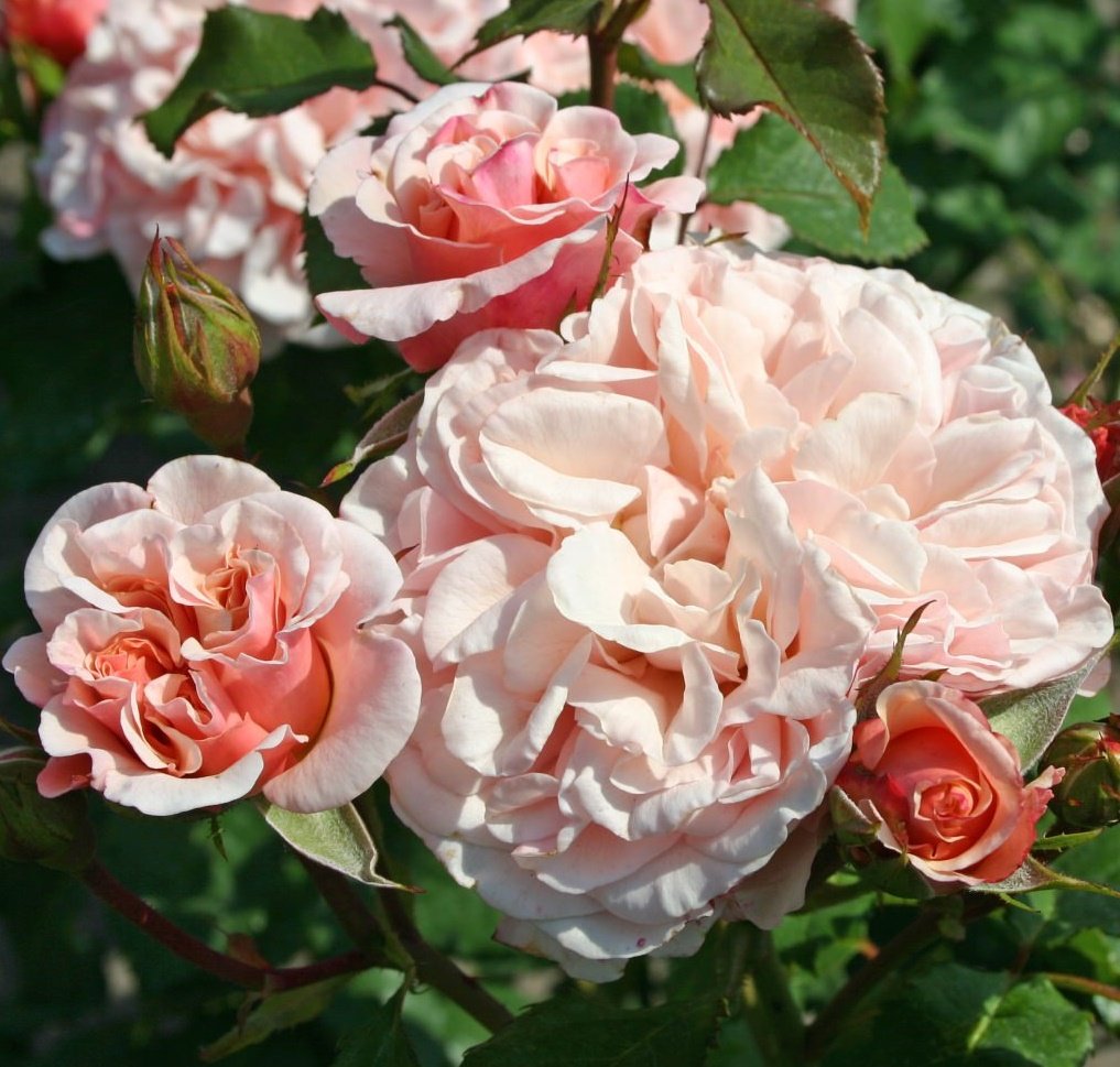 Роза айфельцаубер