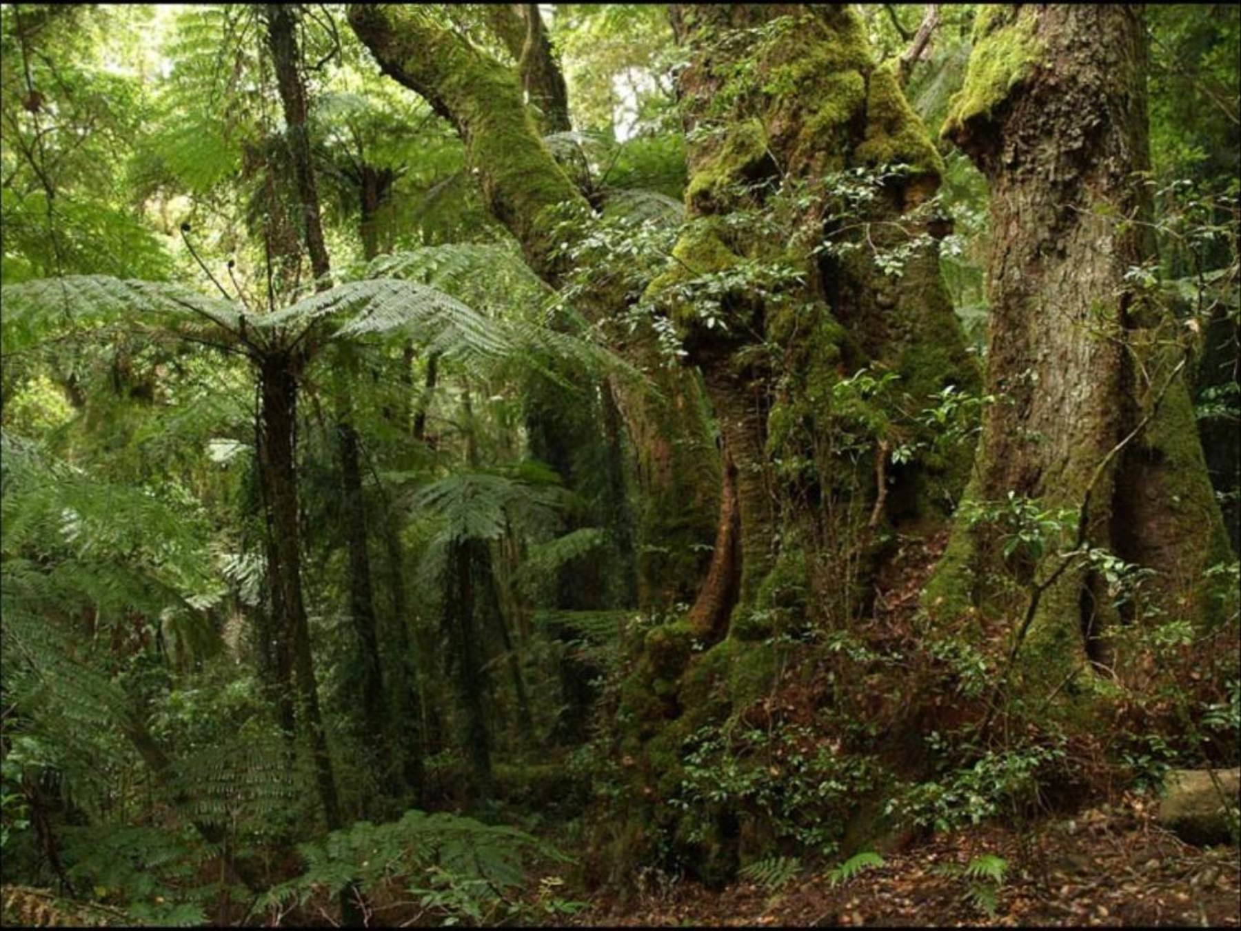 Органический мир лесов. Тропики и субтропики. Субтропические леса Австралии. Вечнозеленые субтропические леса Аргентина. Субтропический лес Северной Америки.