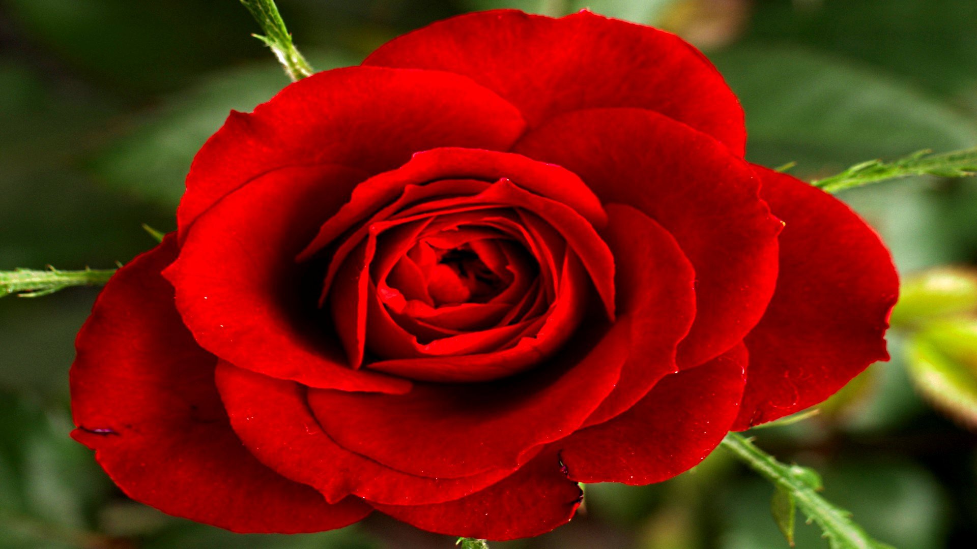 Алые розы мп3. Розы алого цвета. Сорта роз ярко красного цвета. Розы алого цвета сорта.
