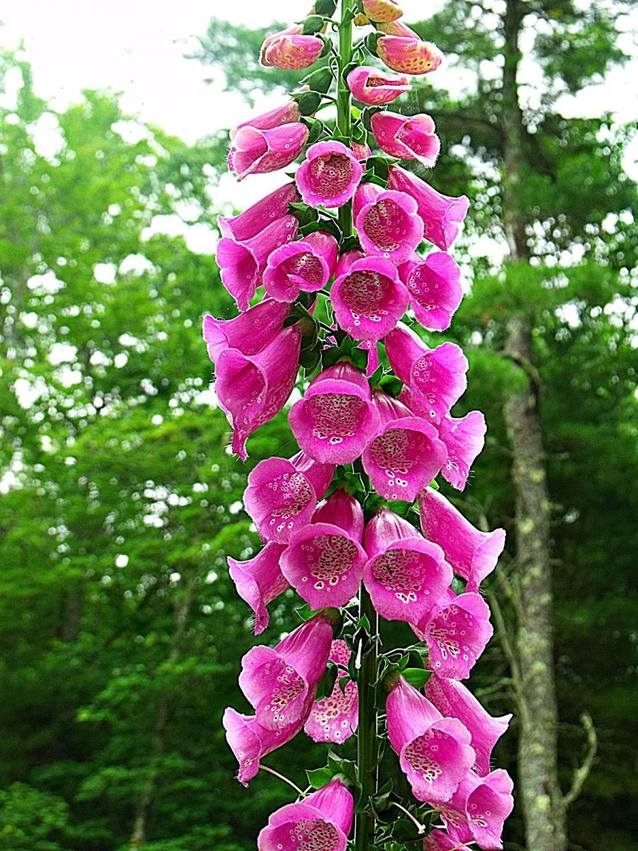 Крупный цветок с высоким стеблем