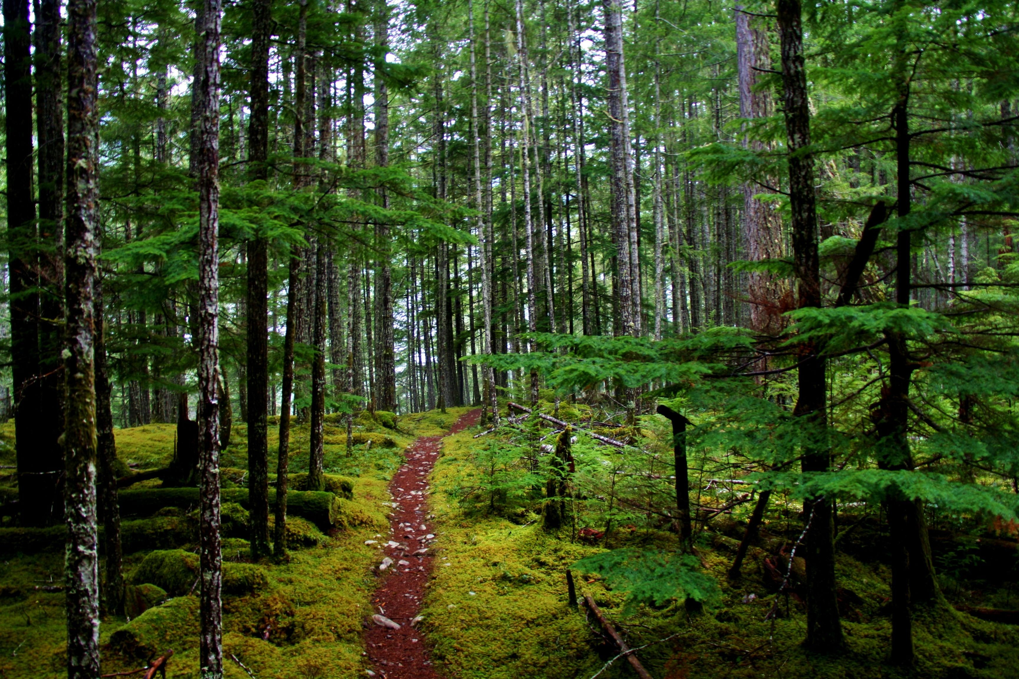Зона лесов в которой встречаются только хвойные. Национальный парк Олимпик Вашингтон. Парк Олимпик штат Вашингтон. Национальный парк Олимпик в США растения. Лес Олимпик Вашингтон.