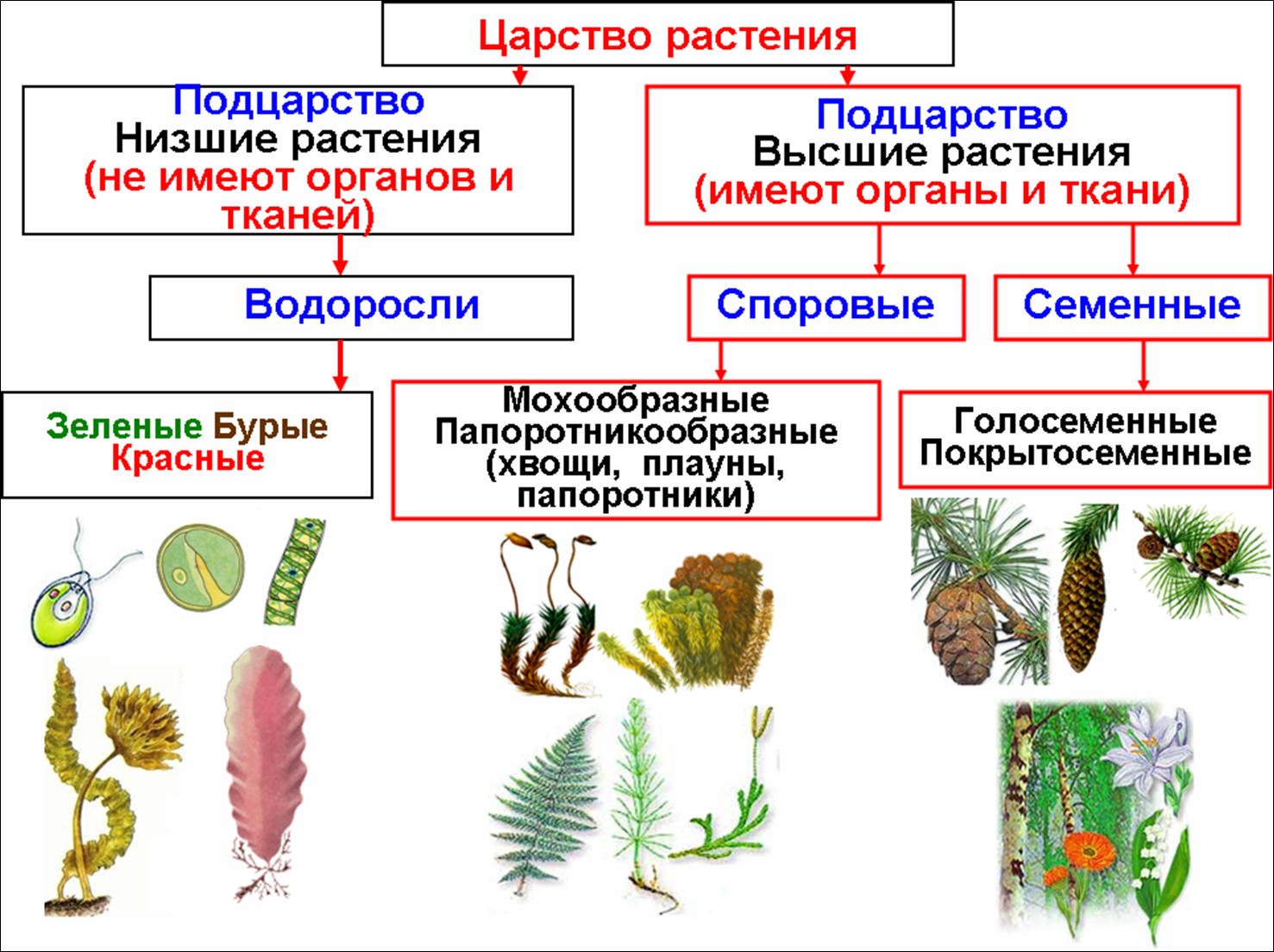 Однодольные двудольные хвойные листостебельные