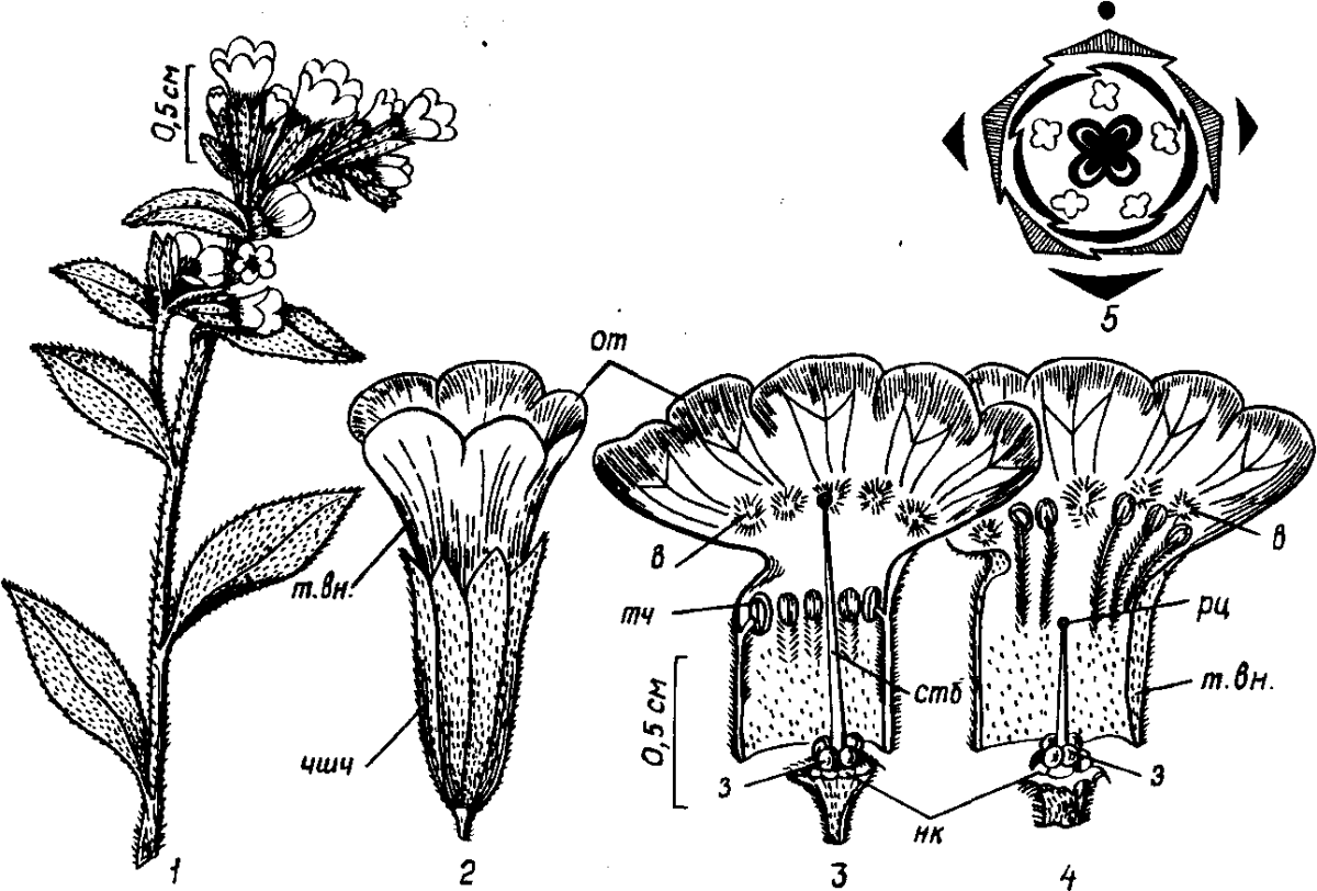 Семейства ботаника. Медуница неясная диаграмма цветка. Медуница формула цветка. Медуница строение цветка. Строение цветка Медуница неясная.