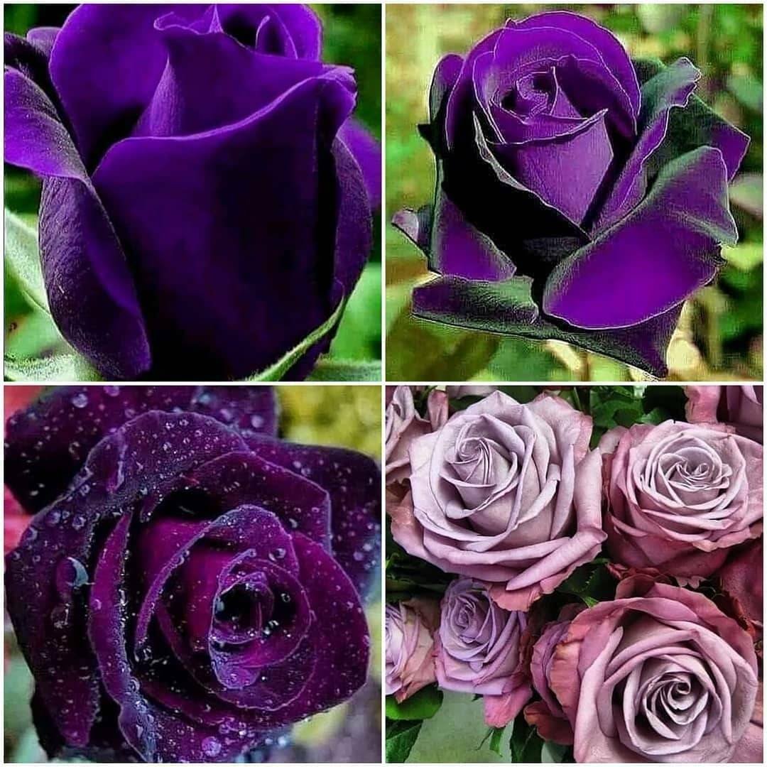 Фиолетовые розы сорта
