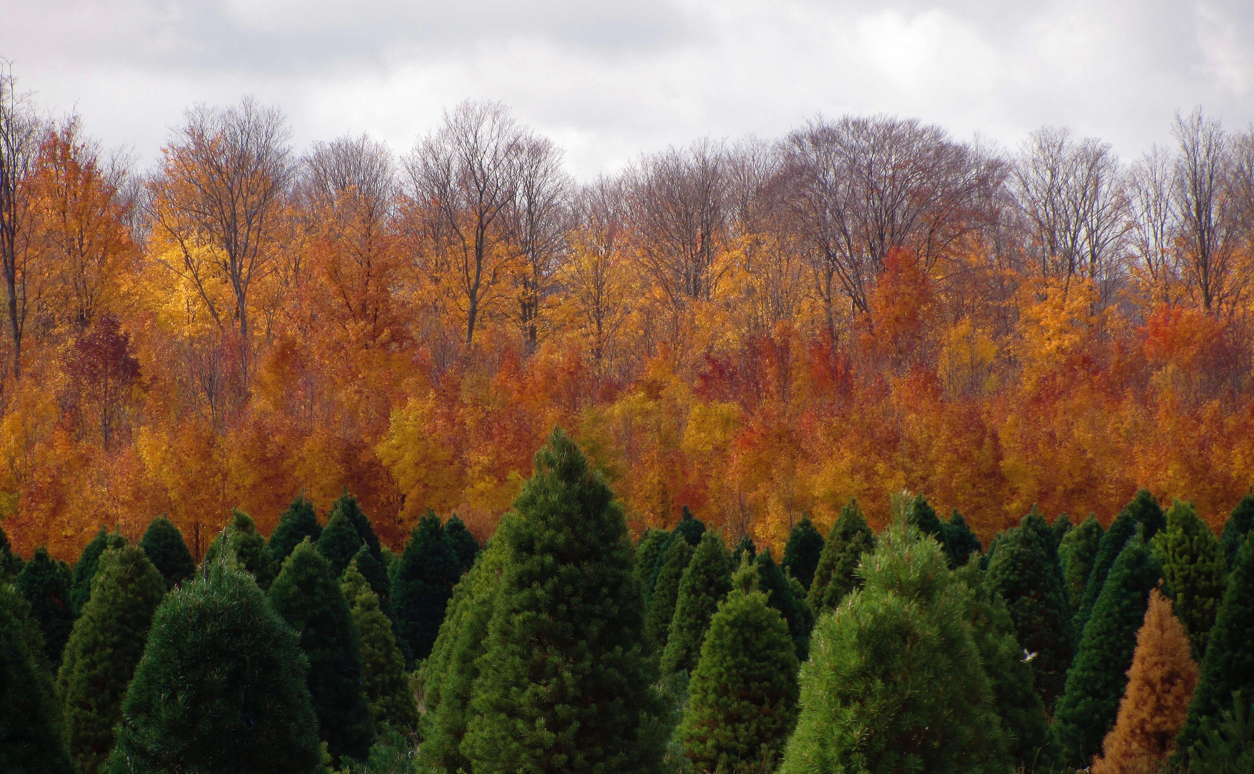 Ель осенью. Что есть осенью. Листопадные и вечнозеленые деревья. Осенние лиственные деревья.