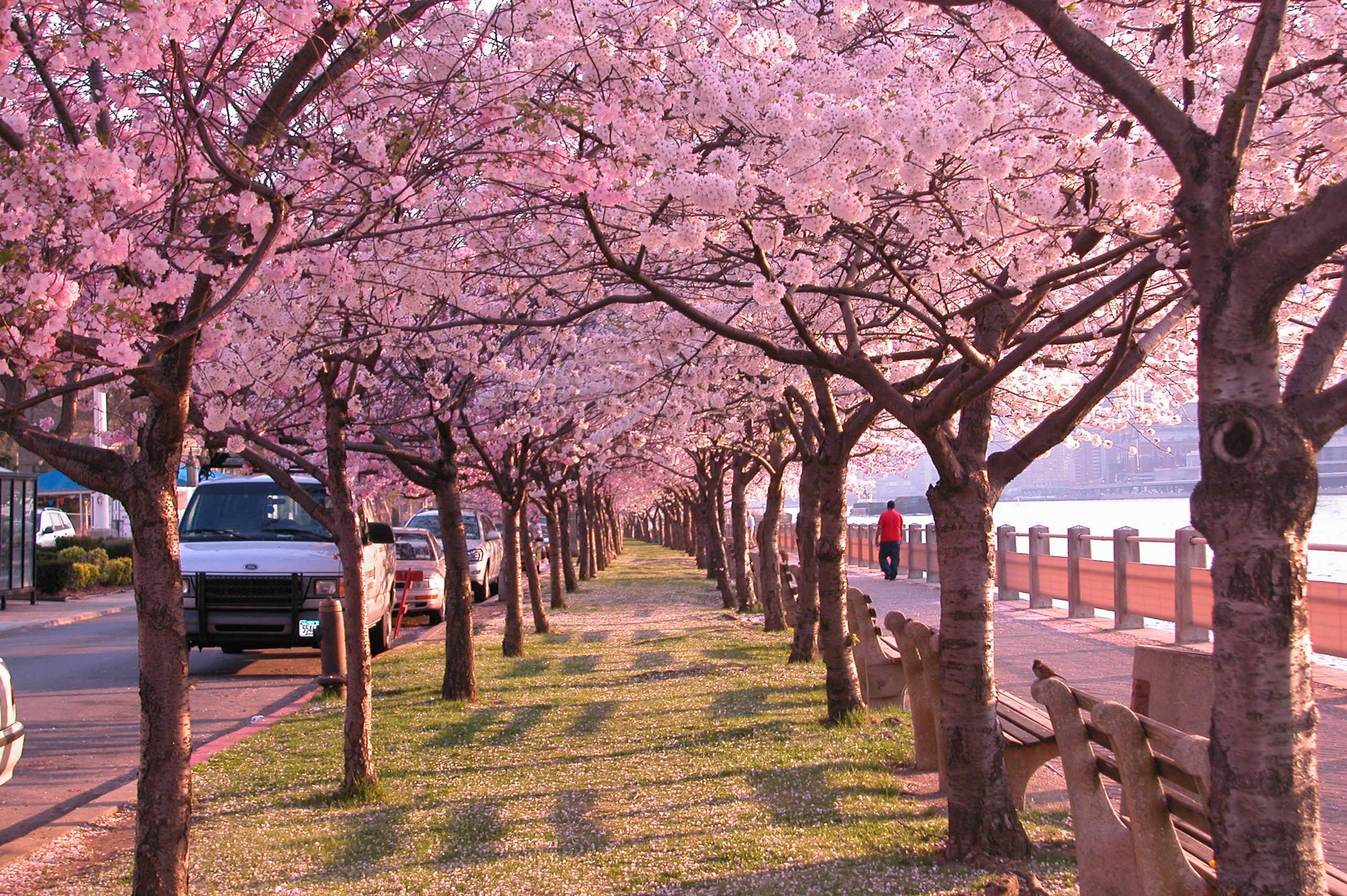 Южные сакуры. Цветение Сакуры в Йокогаме. Корея черри блоссом. Цветение Сакуры в Южной Корее. Сакура черри блоссом дерево.