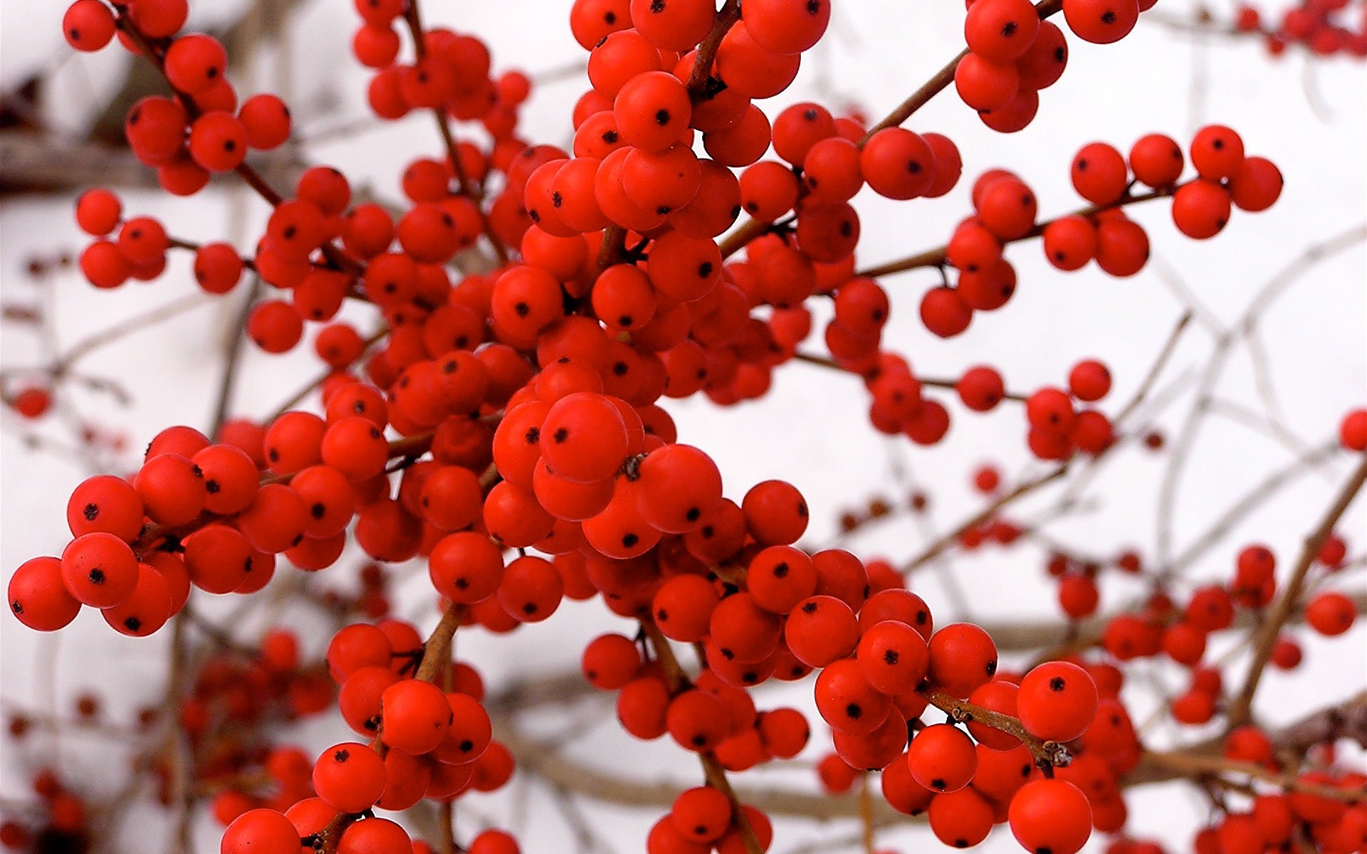 Красные ягоды виды. Красные ягодки Илекс. Зимние красные ягоды. Кустарник с красными ягодами зимой. Красные ягодки на дереве.