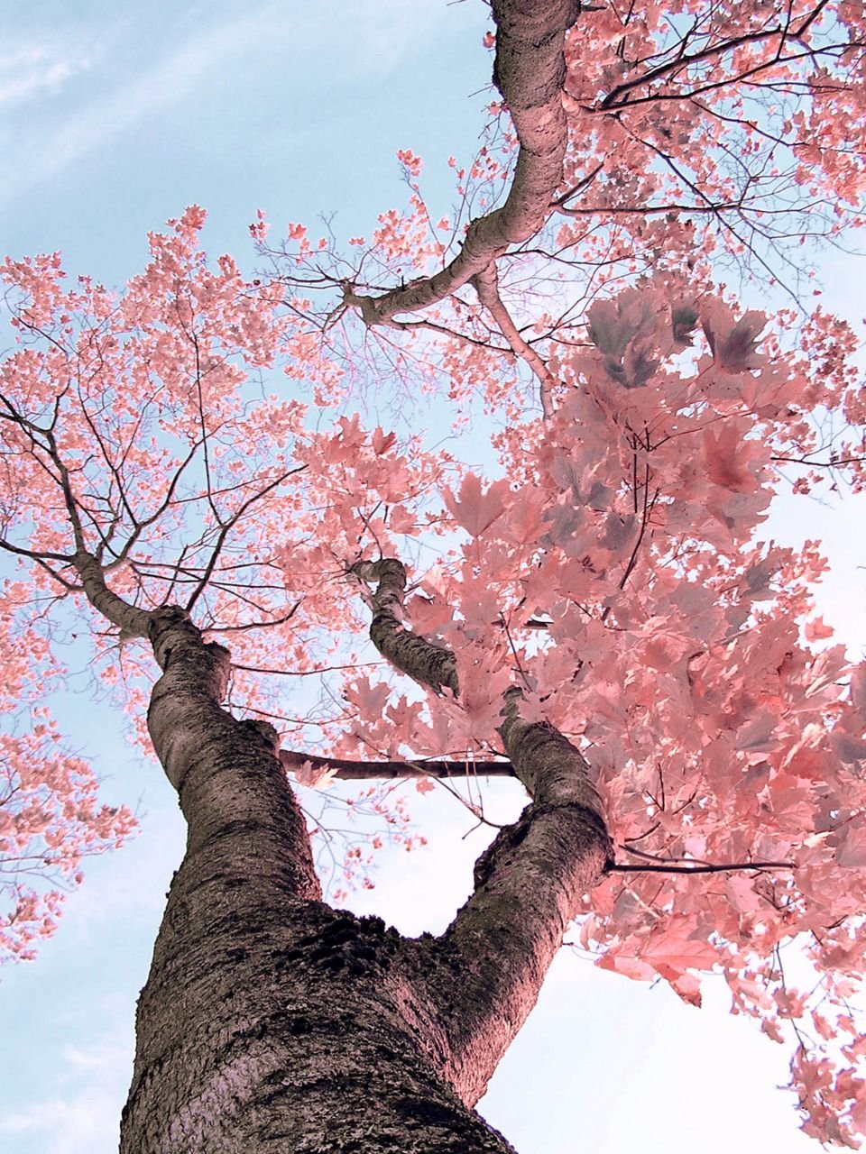 Розовое дерево без листьев. Сакура дарахти. Сакура снизу. Древесина Сакуры. Японское дерево.