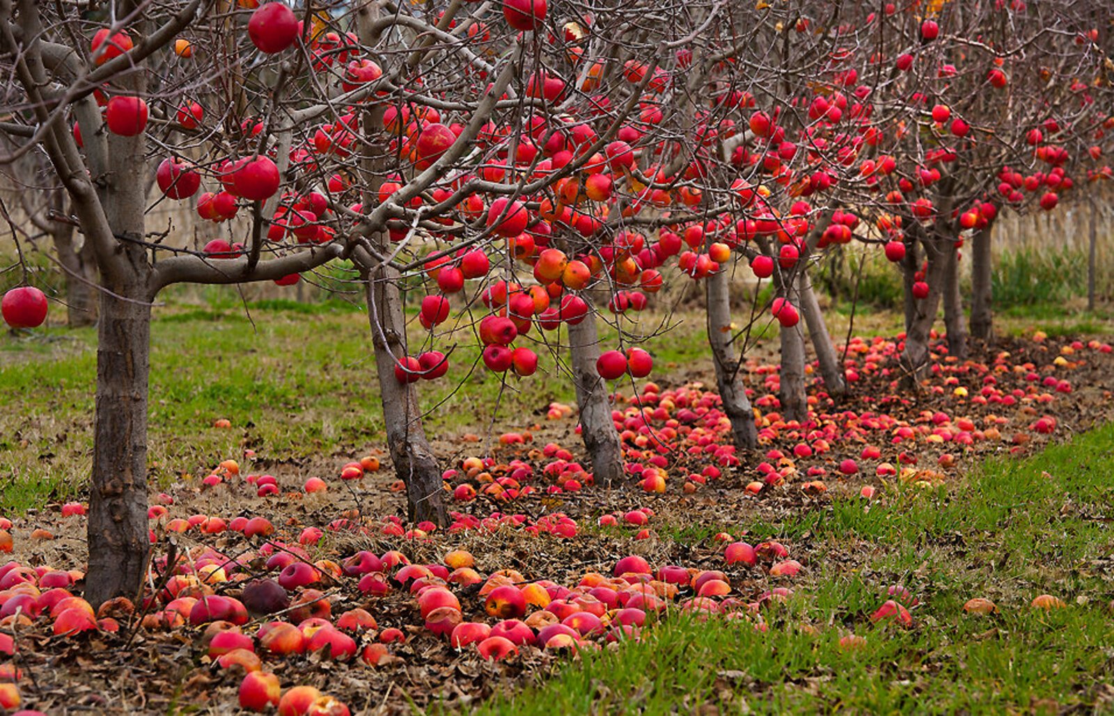 Осенний сад яблоки. Соловьевское яблоня. Агродекор плодовые деревья. Ландшафт яблони Сморода. Яблоня Адирондак.