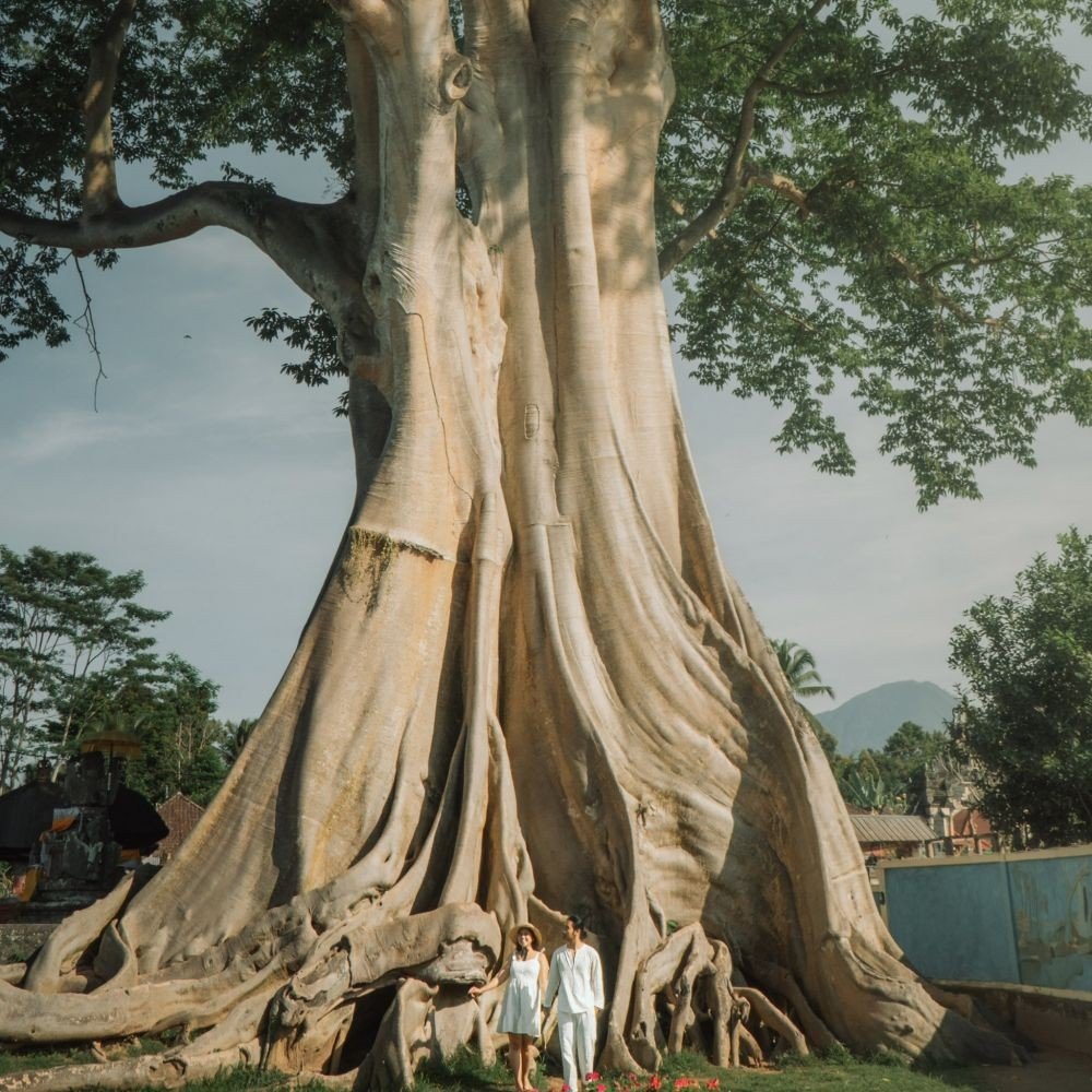 Священное дерево на бали