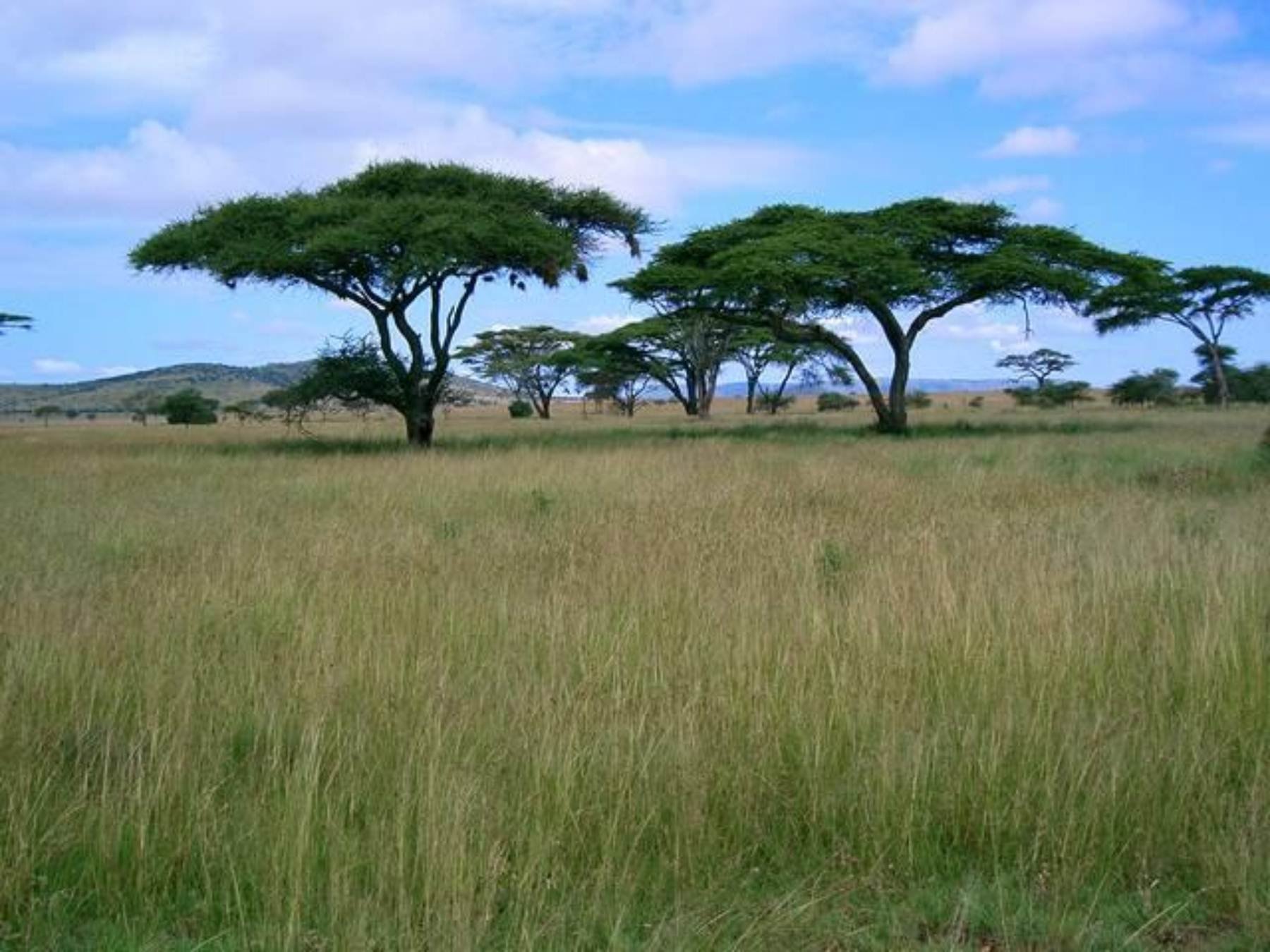 Особенности растительности саванны и редколесья. Саванны и редколесья Африки животные. Субэкваториальный климат саванны. Растительный мир саванны и редколесья в Австралии. Природные зоны Африки саванны.