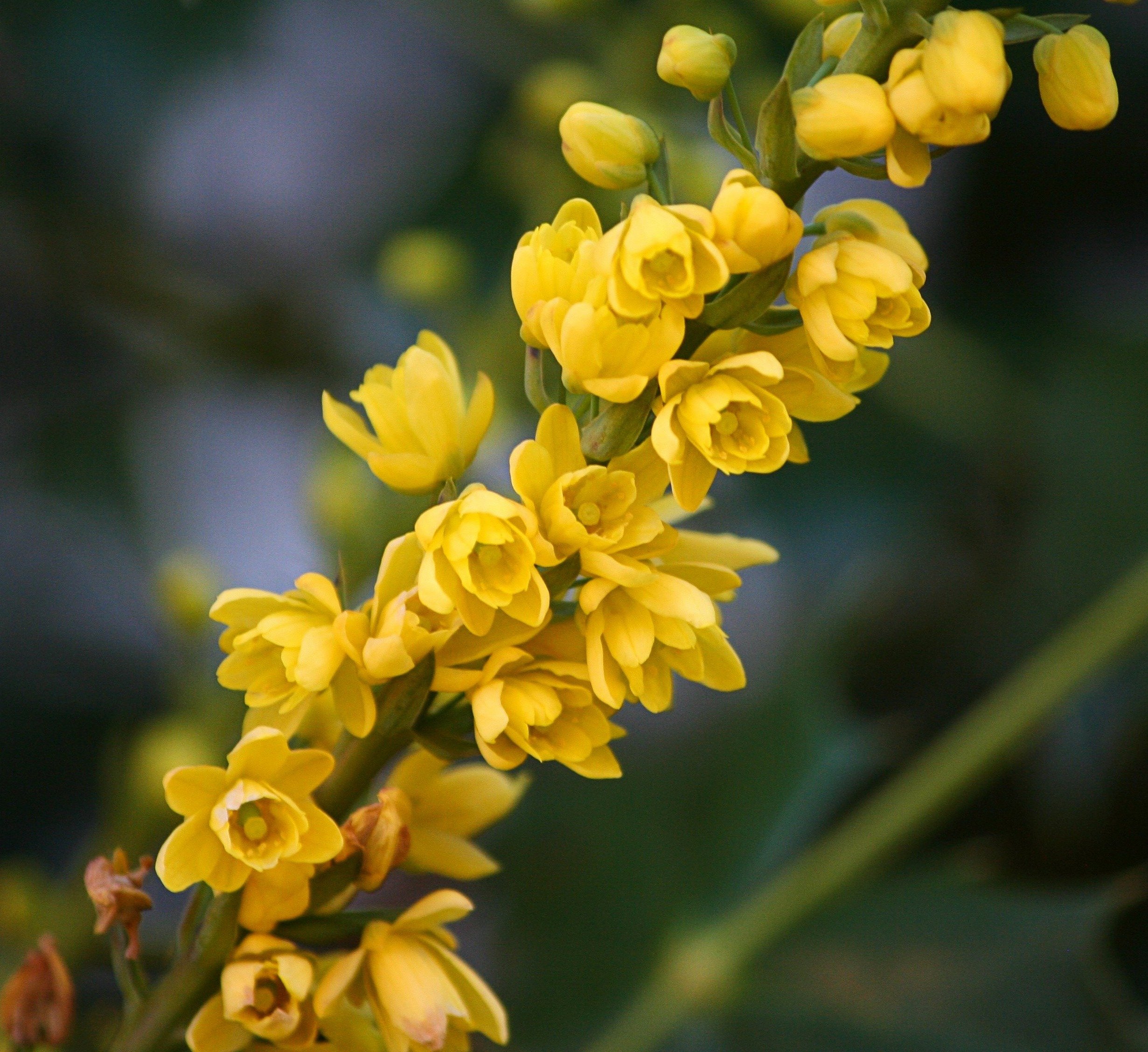 Кусты цветущие желтыми цветами весной название