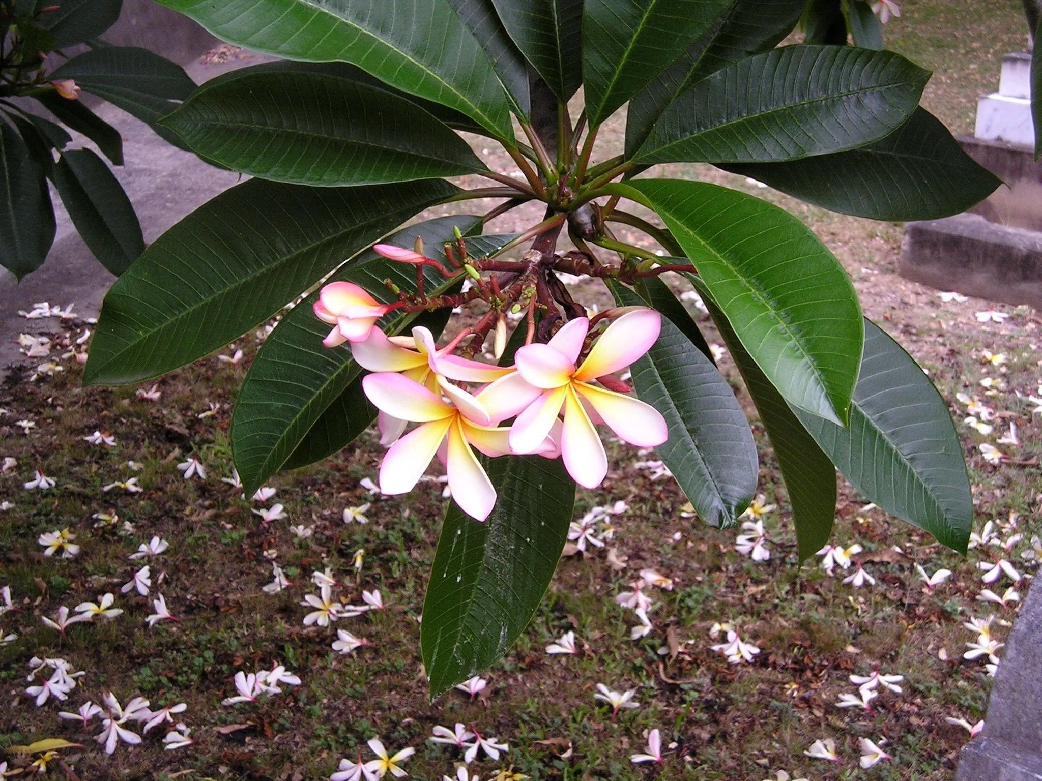 Плюмерия Plumeria d17 h100