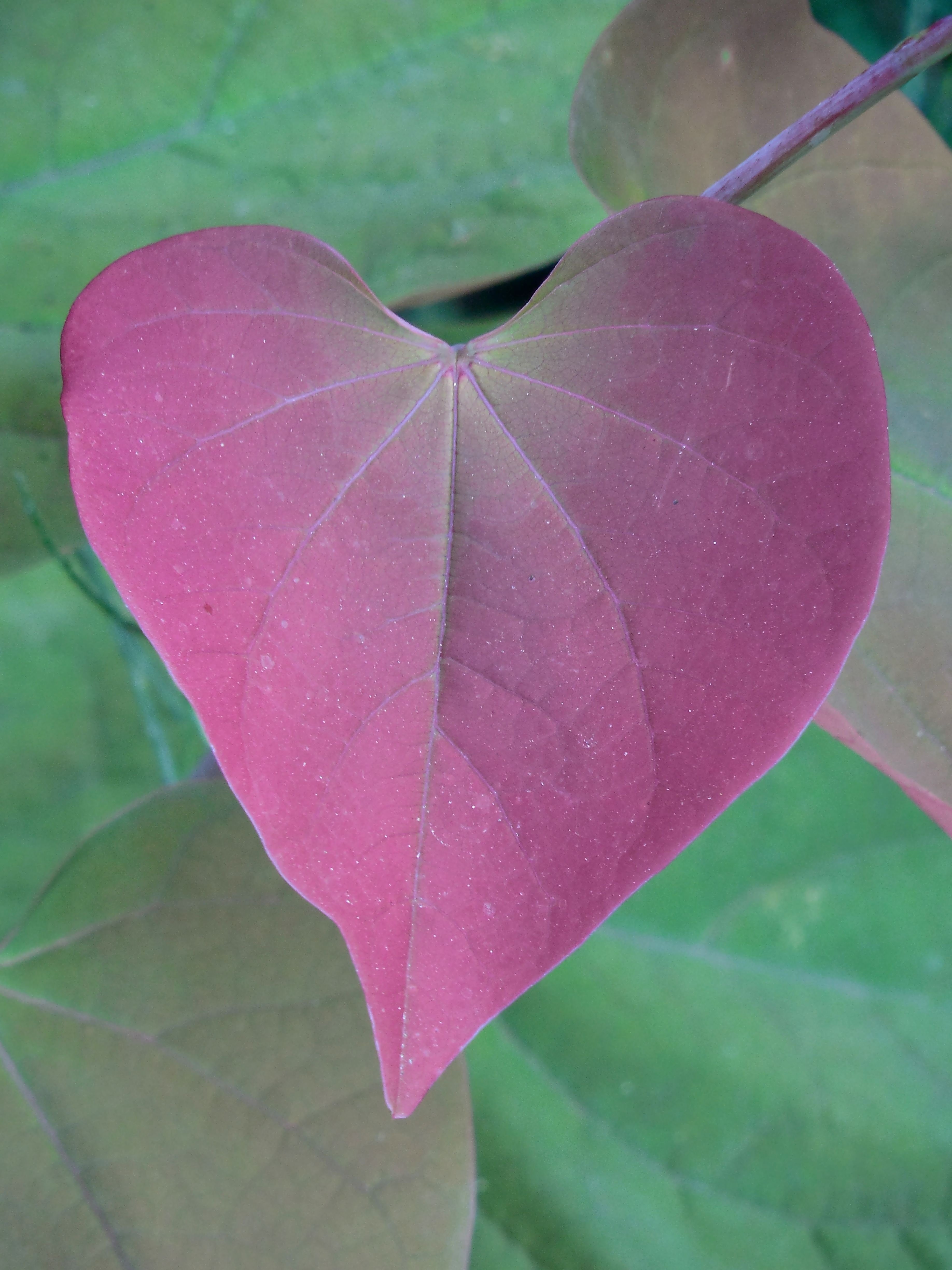 Формы зелено розовые. Лист в форме сердца. Растение с розовыми листьями. Растения с листьями в форме сердечка. Дерево с листьями в форме сердечка.