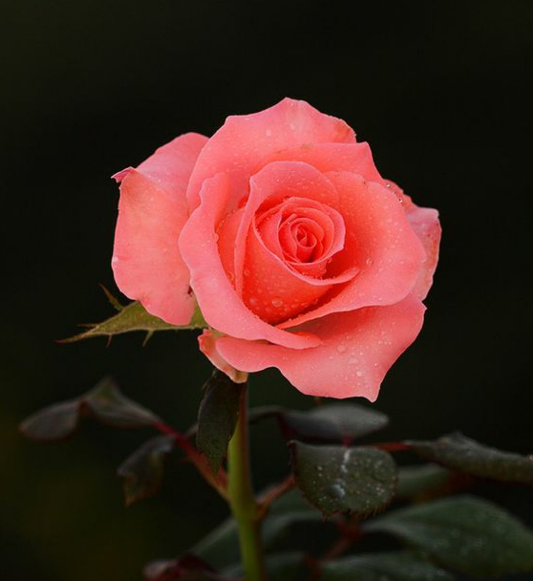 Rosa rosa com