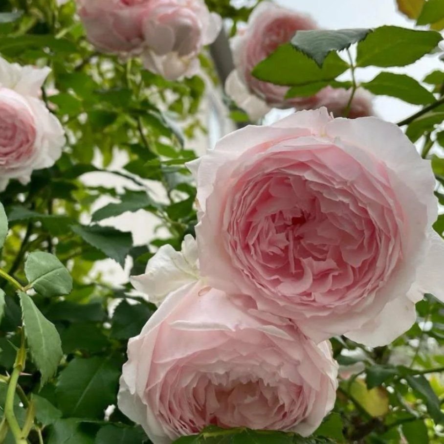 Роза японская мисаки