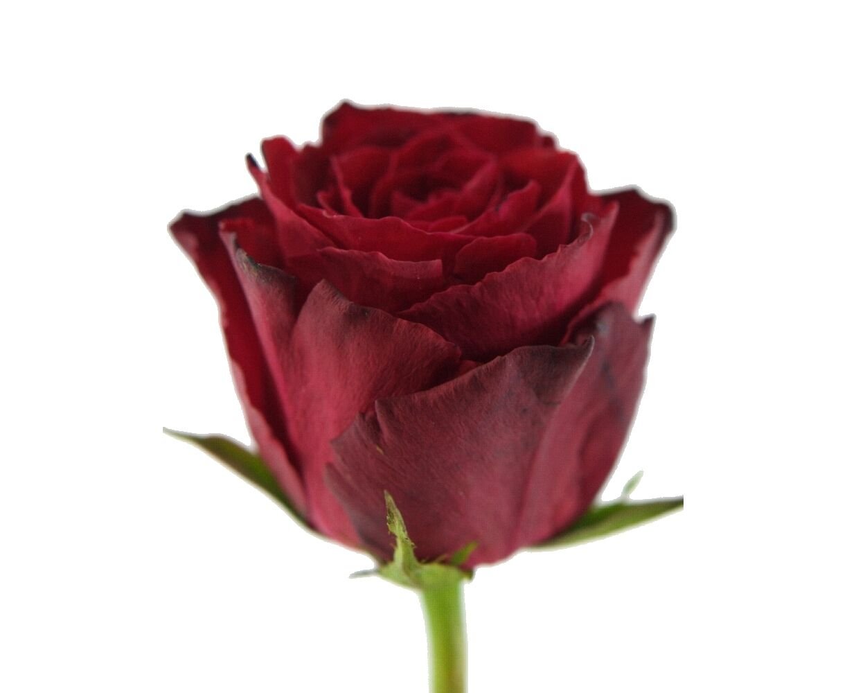 Madam Red роза Кения