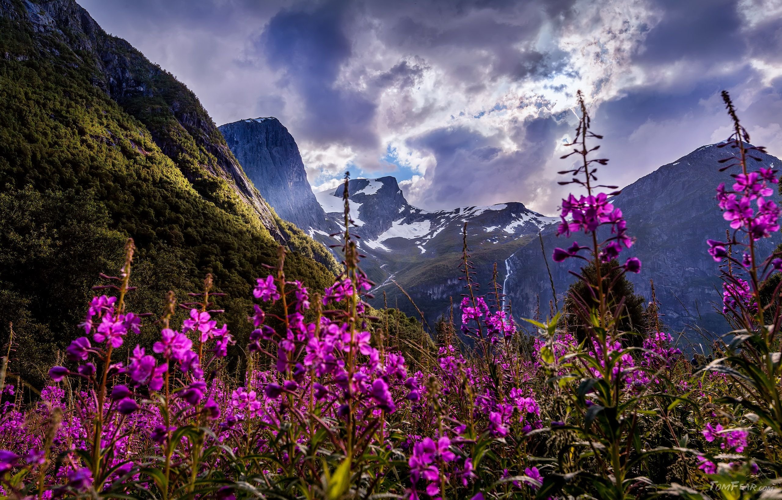 Цветы норвегии. Вереск в Норвегии. Национальный цветок Норвегии Вереск. Флора Норвегии. Пурпурный Вереск Норвегии.