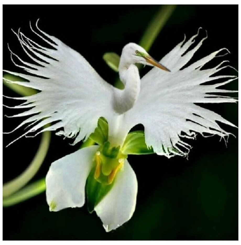 Бразильская орхидея
