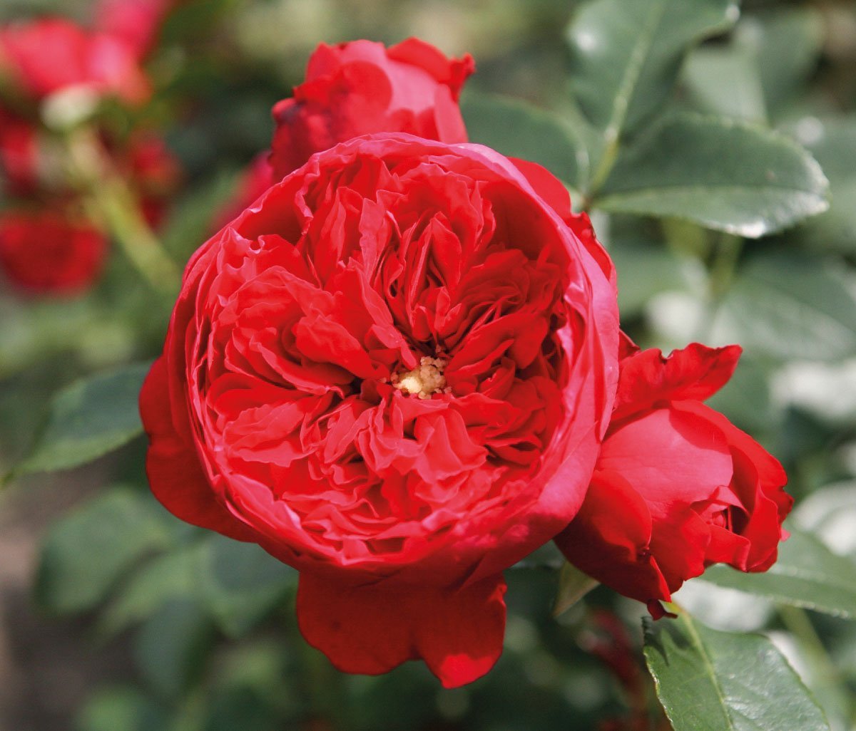 Роза флорентина клаймбер