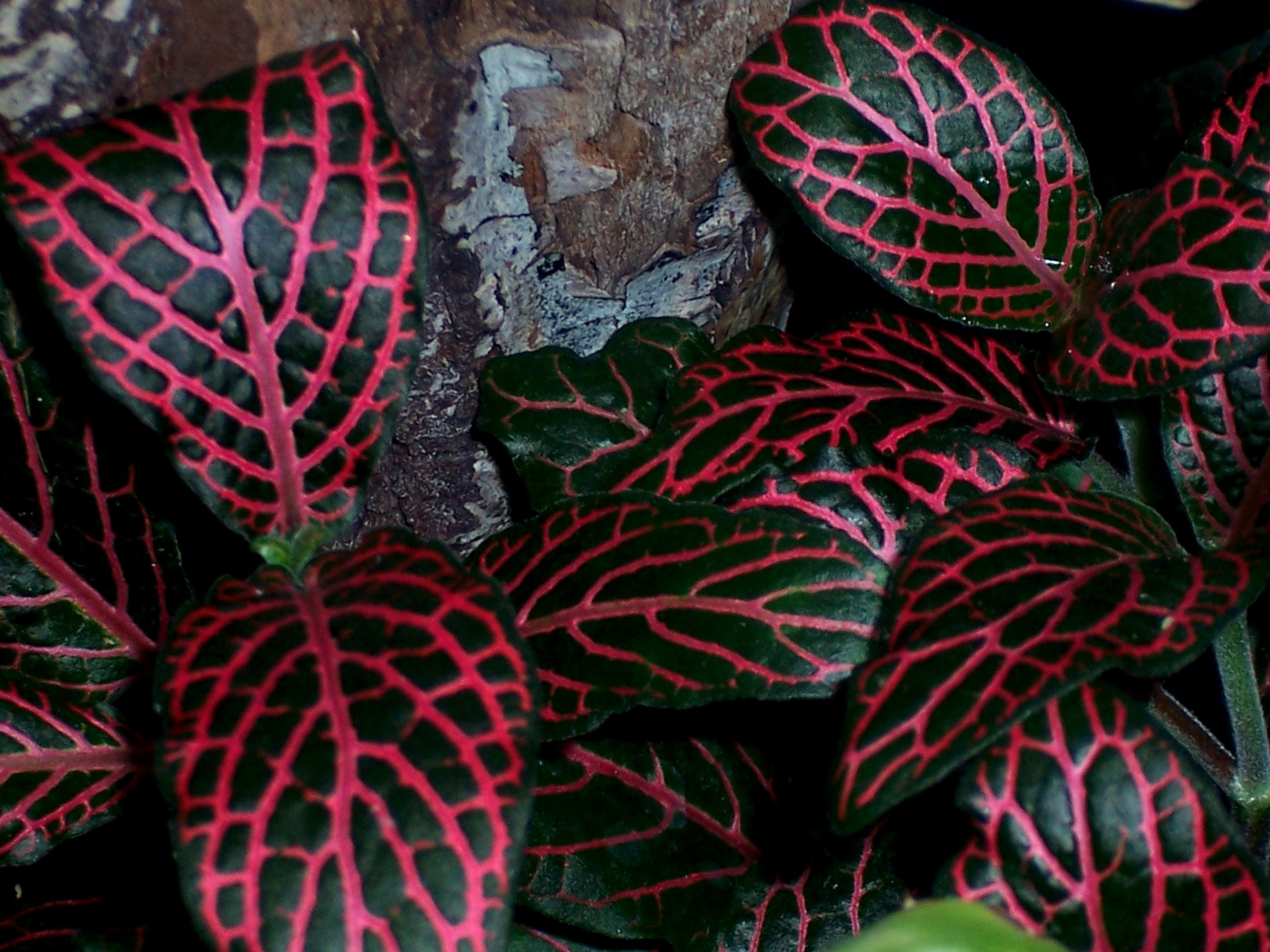Комнатное растение с темными листьями. Фиттония Вершаффельта. Фиттония черная. Фиттония зелено красная. Фиттония красная.