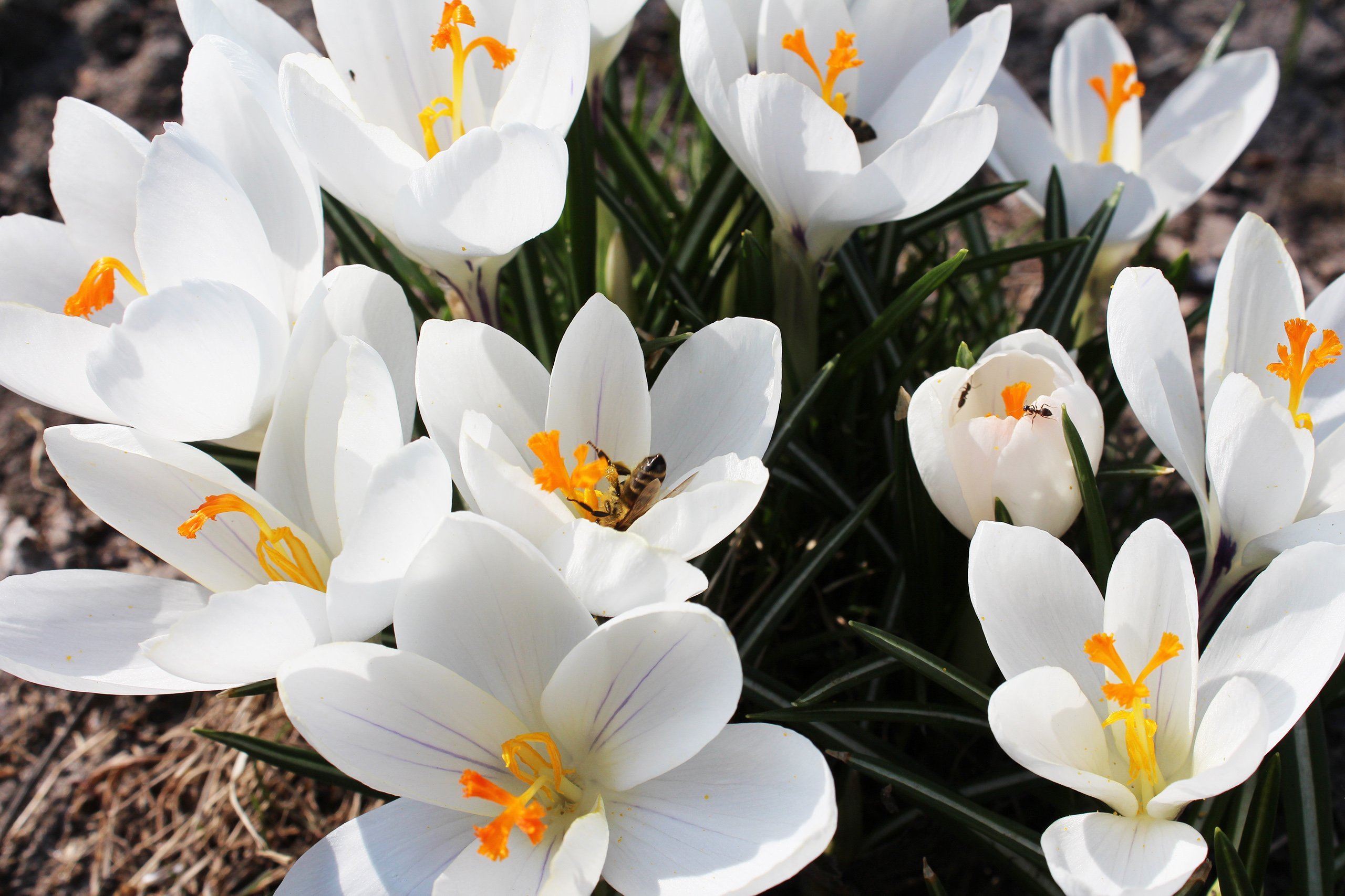 Крокусы картинки красивые. Крокусы Шафран белые. Крокус цветок белый. Первоцветы крокусы. Крокус Шафран весенний белый.