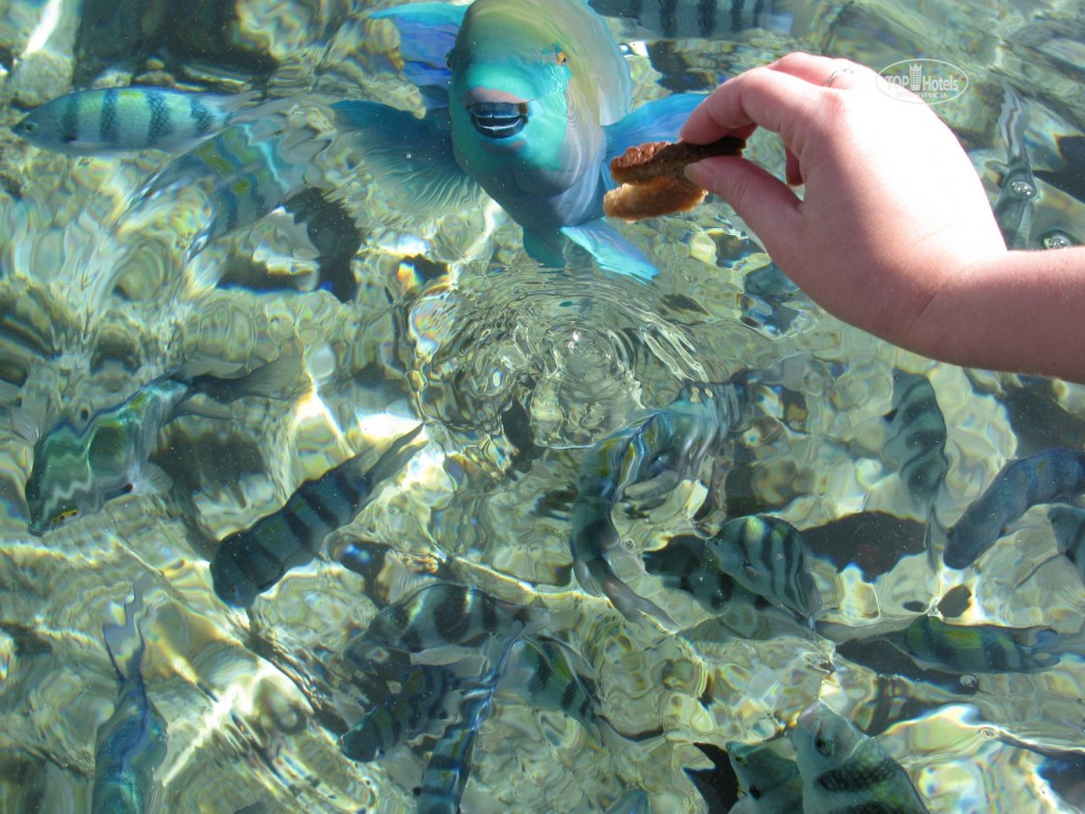 Вода в шарме сегодня. Рыбы Шарм Эль шейха. Шарм-Эль-Шейх море. Рыбки в Шарм Эль Шейхе. Красное море Шарм-Эль-Шейх.