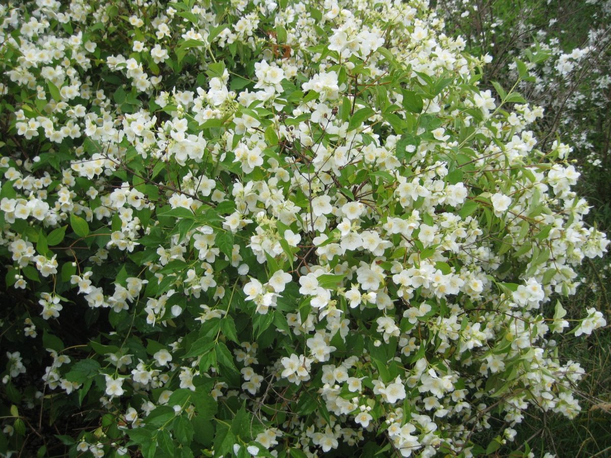 Куст с маленькими белыми цветочками