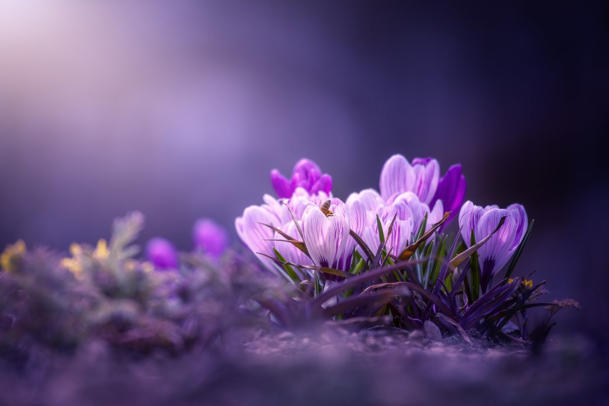 Весенние фиолетовые цветочки