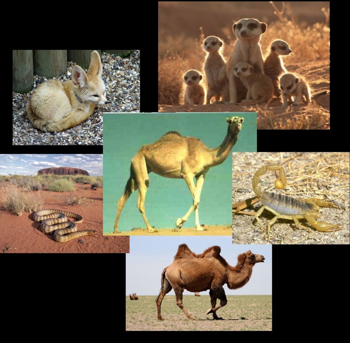 Пустыни и полупустыни Африки животные. Пустыни полупустыни Африки животный мир. Пустыни и полупустыни Евразии животный мир. Животные и растения пустынь и полупустынь Африки. Какие животные обитают в пустынях и полупустынях