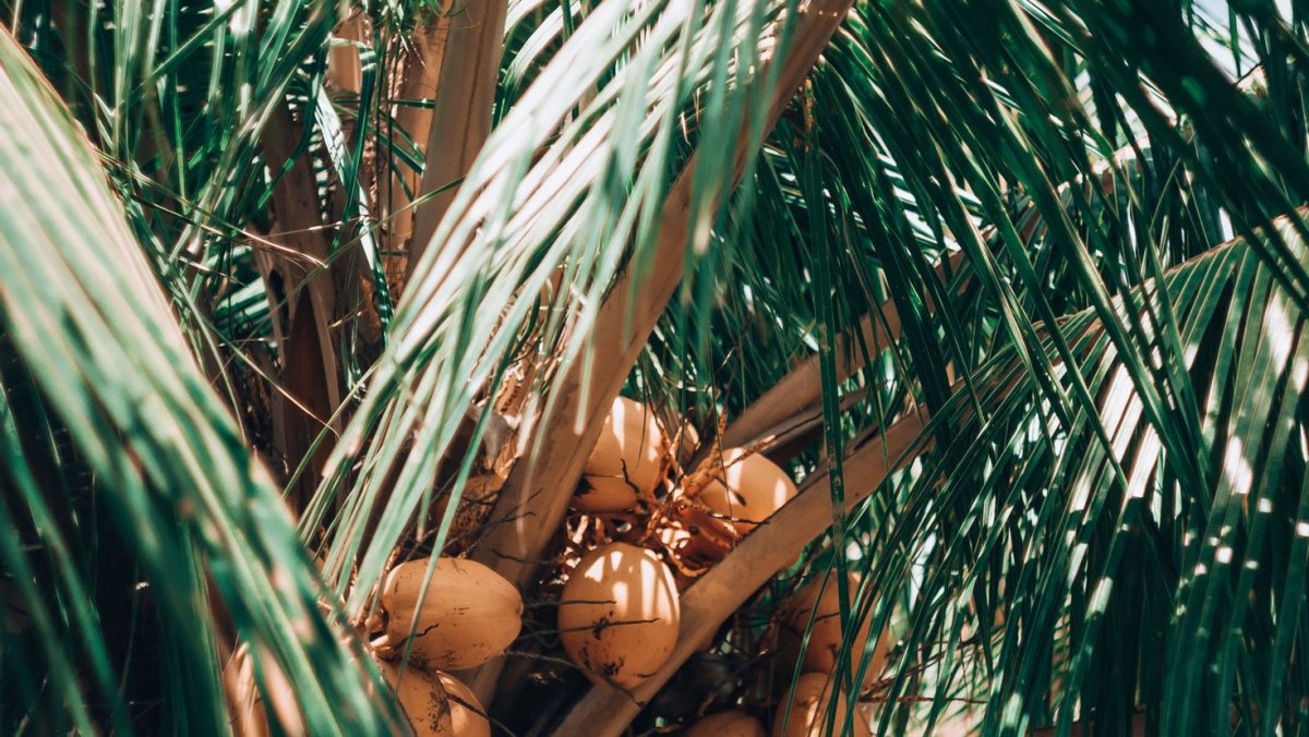 Плоды пальмы