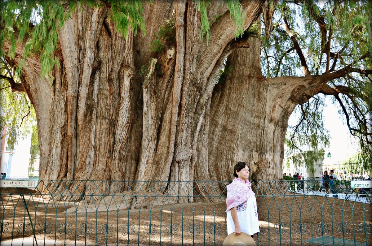 Таксодиум мексиканский. Самое толстое дерево. Самое толстое дерево в мире. Толстое длинное дерево.