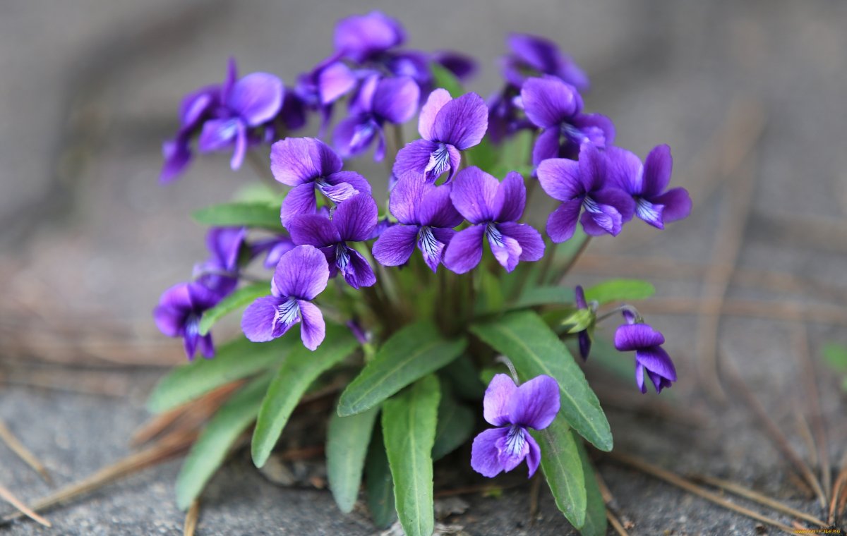 Маленькие фиолетовые весенние цветы