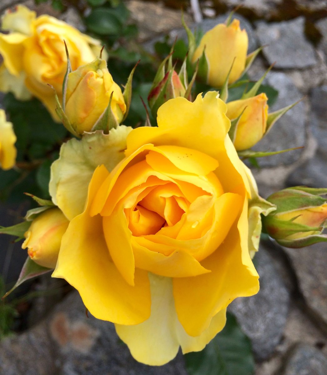 Роза чайно гибридная Кассандра желтая