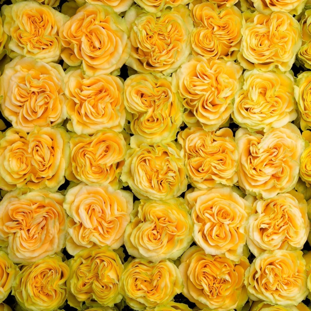 Альба роза Эквадор