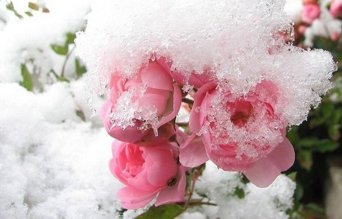 Цветы пиона на снегу