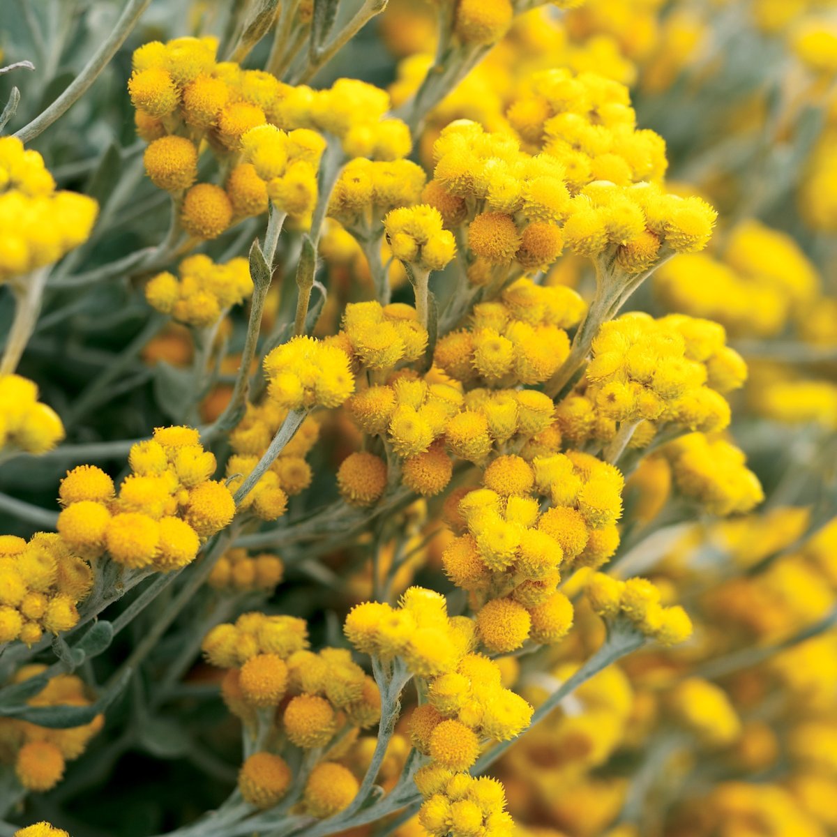 Желтые маленькие цветы - 80 фото